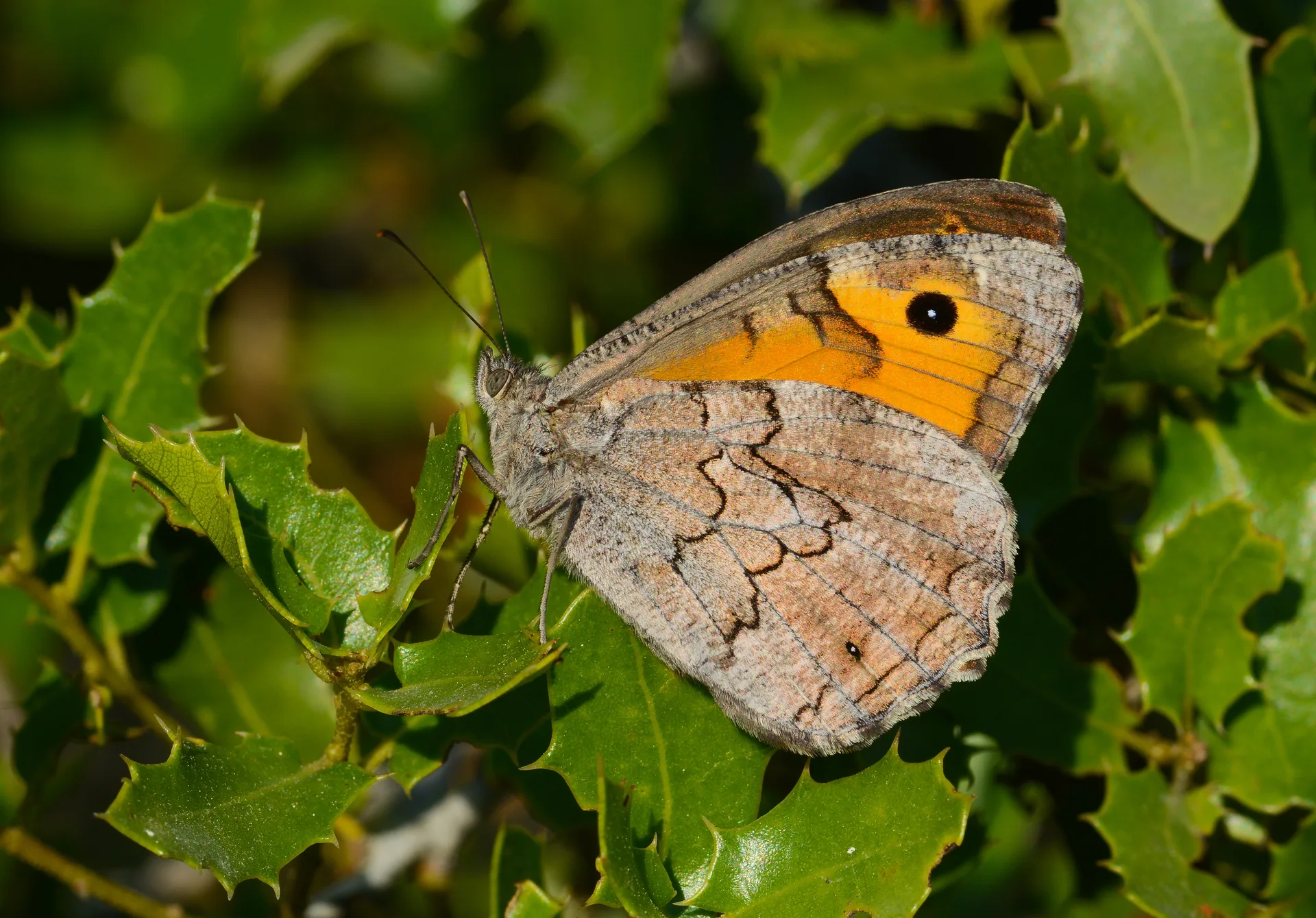 Hipparchia mersina (Mersin Kızılmeleği) butterfly photo