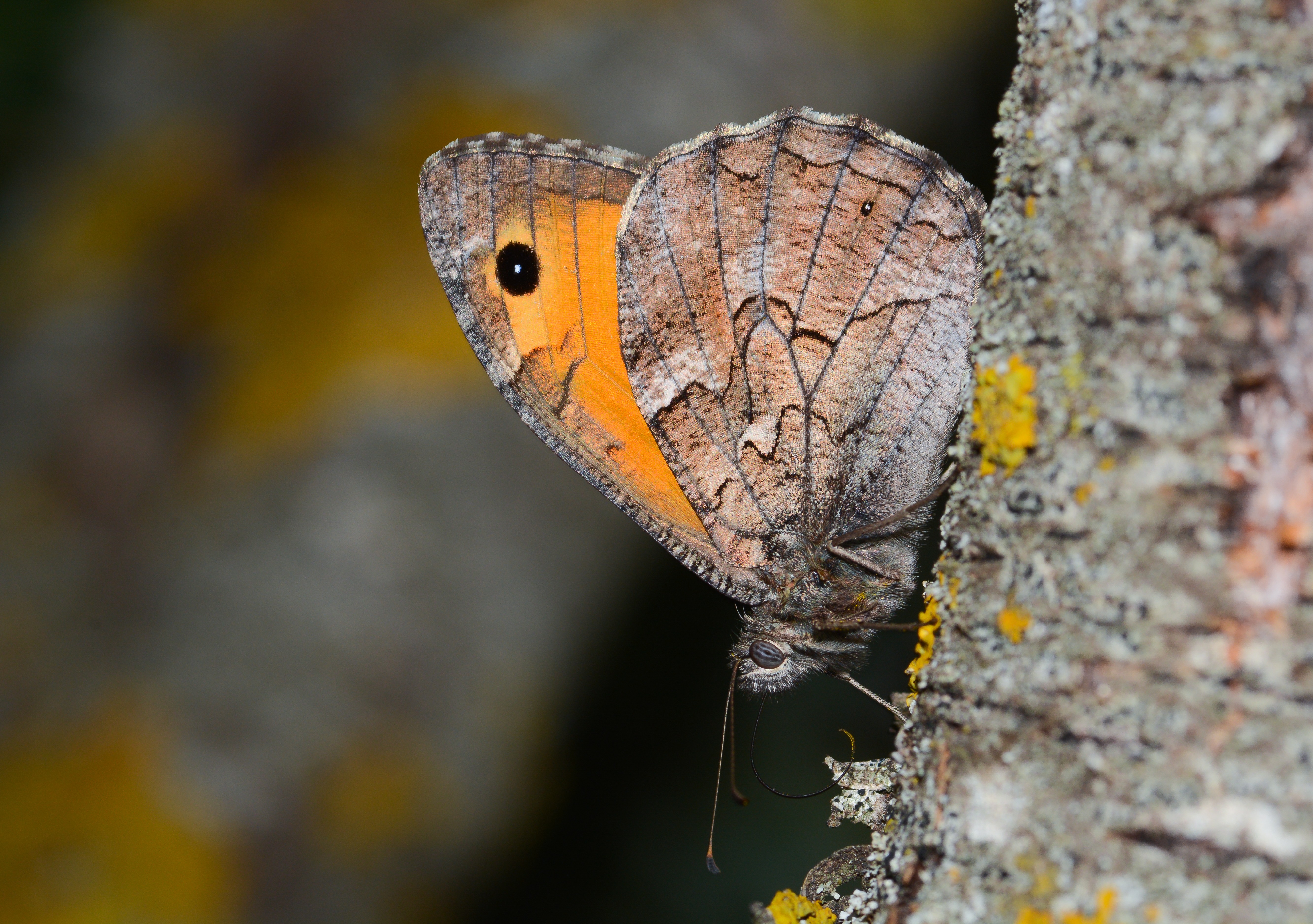 Hipparchia mersina (Mersin Kızılmeleği) butterfly photo