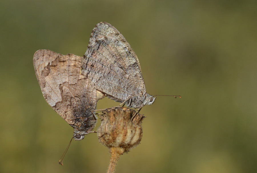 Hipparchia mersina (Mersin Kızılmeleği) butterfly photo