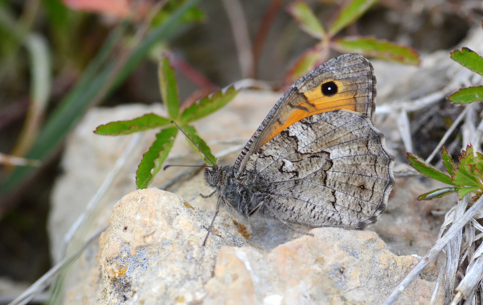 Hipparchia mersina (Mersin KÄ±zÄ±lmeleÄŸi) butterfly photo