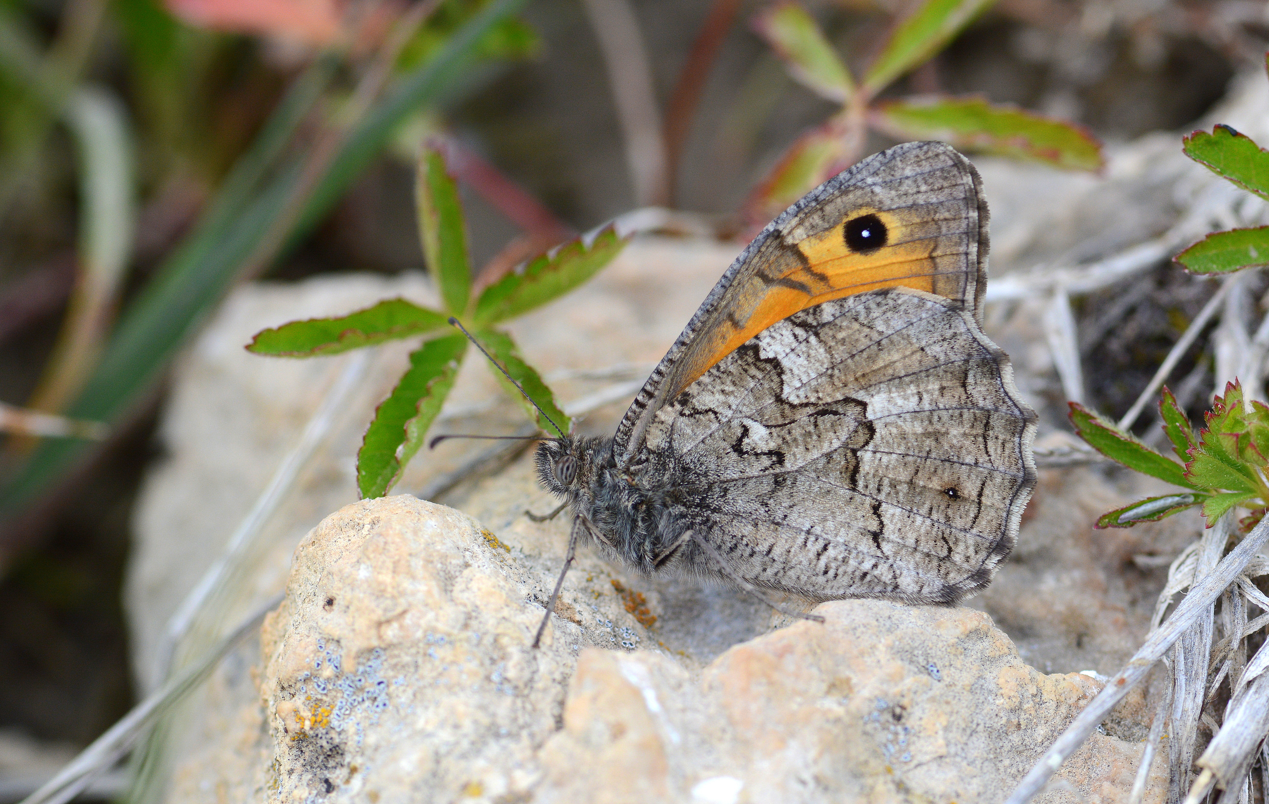 Hipparchia mersina (Mersin Kızılmeleği) butterfly photo