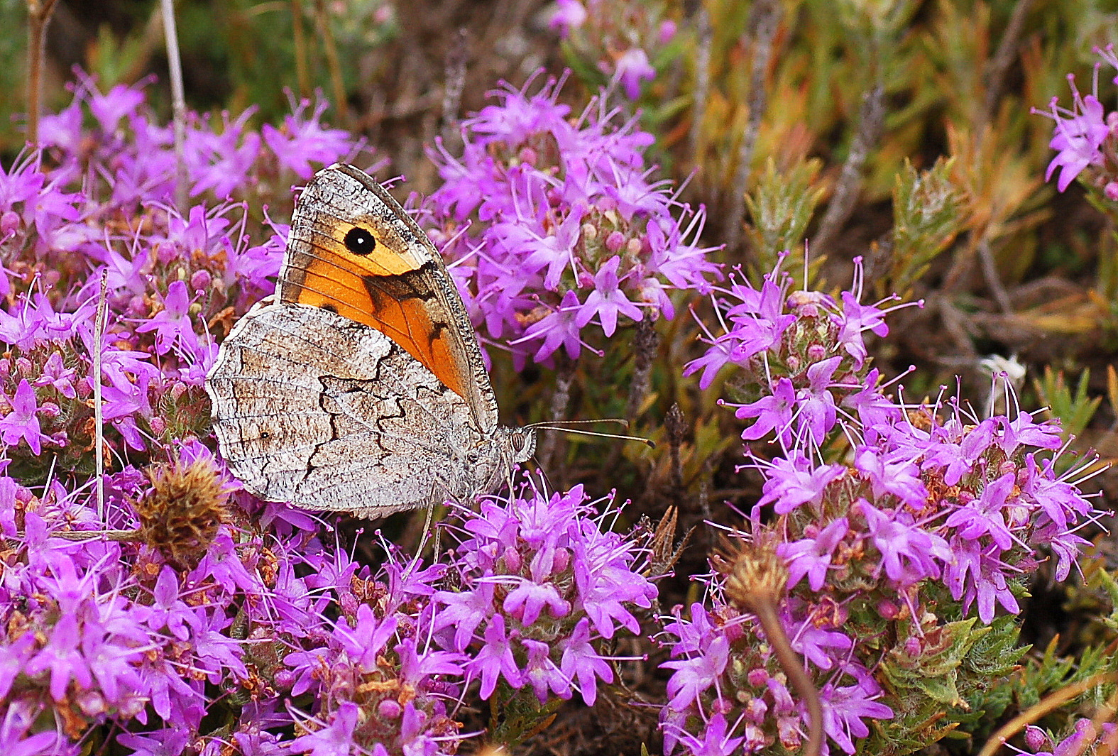 Hipparchia mersina (Mersin Kızılmeleği) butterfly photo