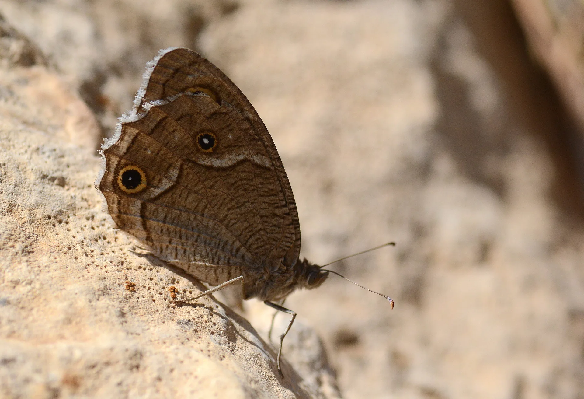 Hipparchia parisatis (Beyaz Bandlı Karamelek) butterfly photo