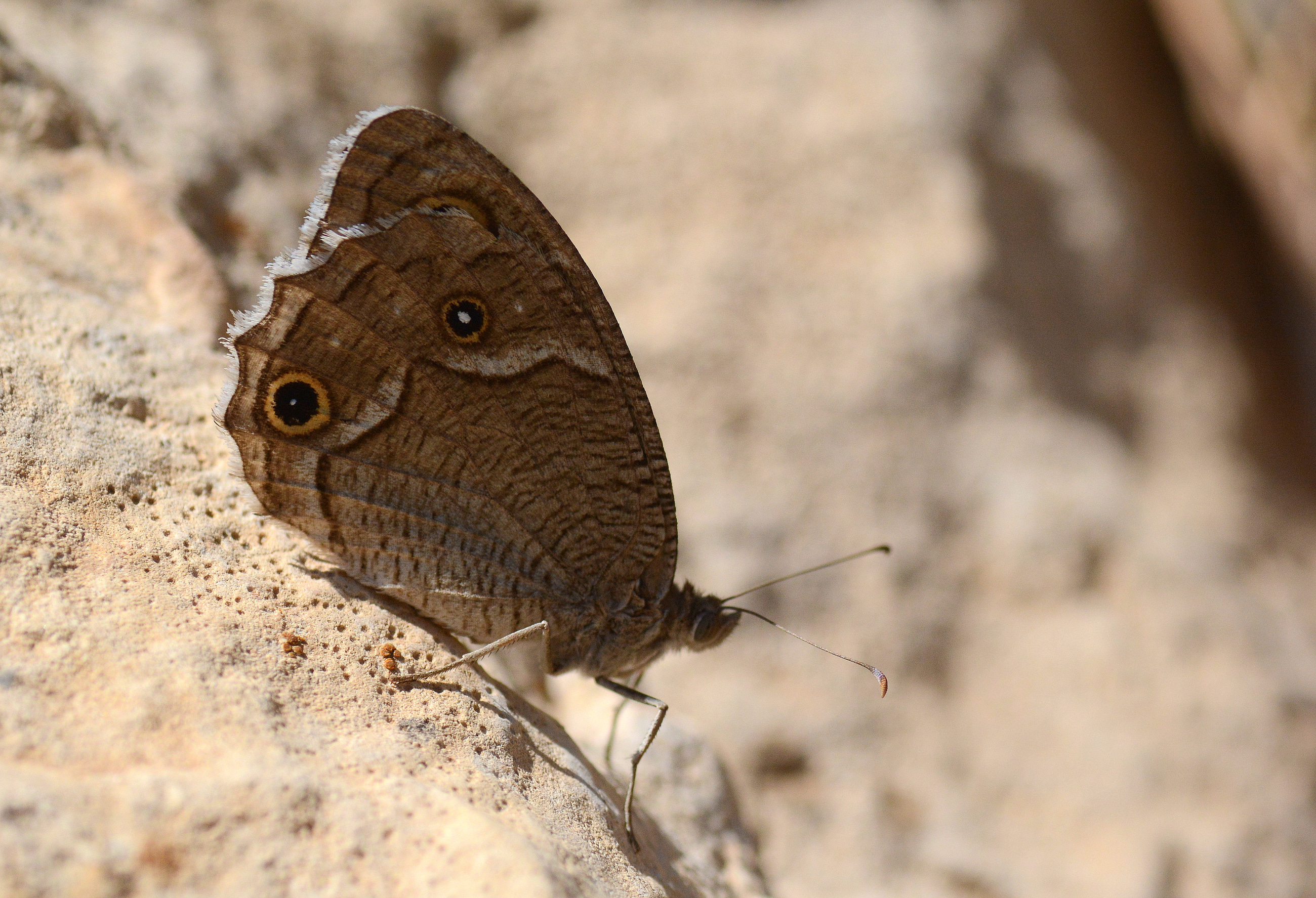Hipparchia parisatis (Beyaz Bandlı Karamelek) butterfly photo