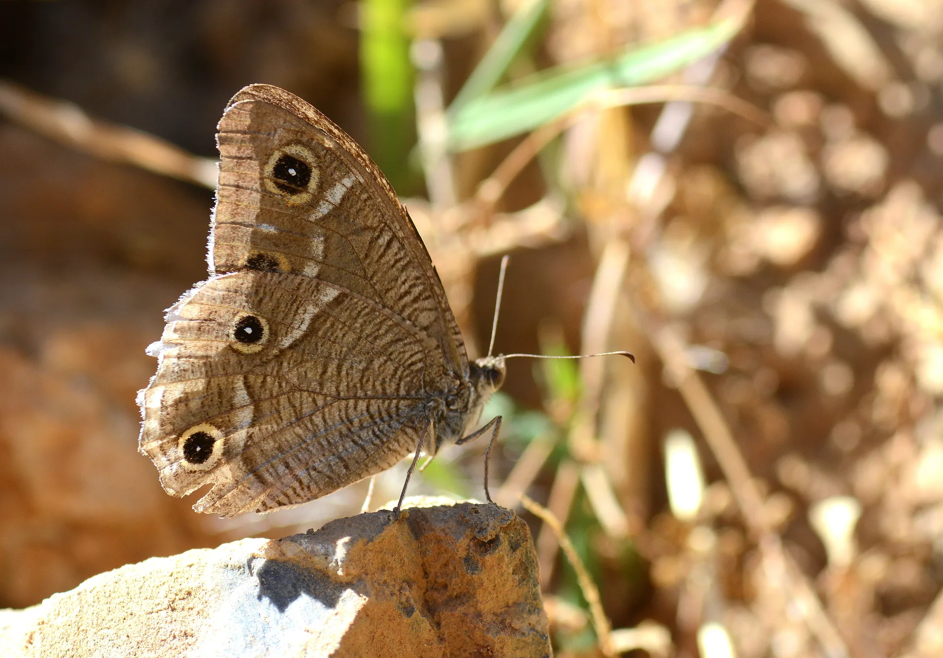 Hipparchia parisatis (Beyaz BandlÄ± Karamelek) butterfly photo