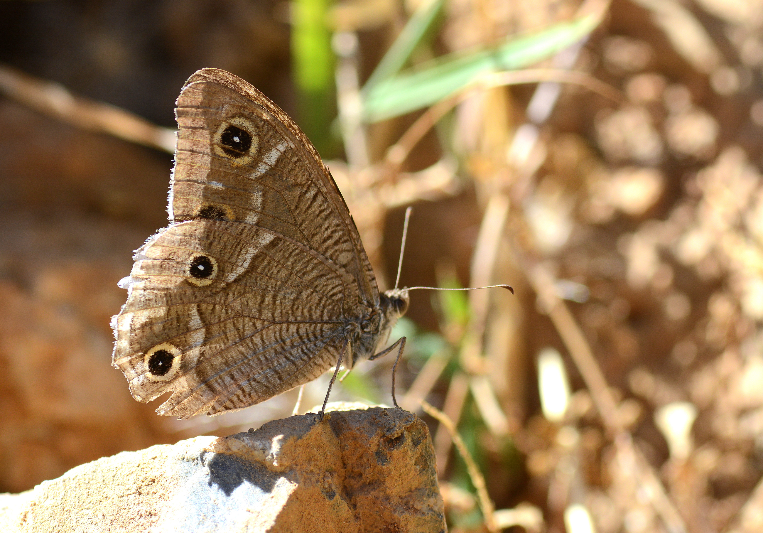 Hipparchia parisatis (Beyaz Bandlı Karamelek) butterfly photo