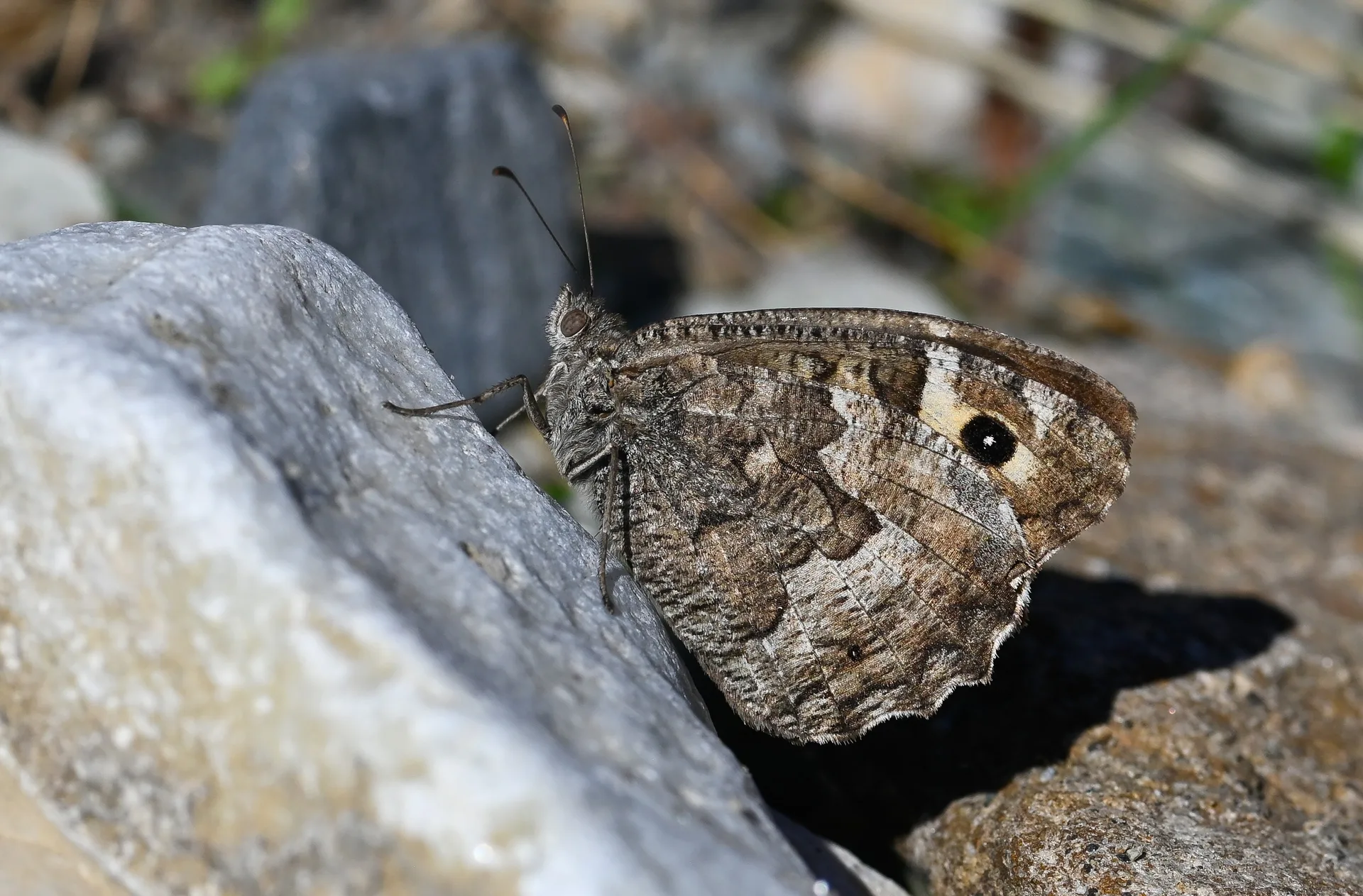 Hipparchia senthes butterfly photo