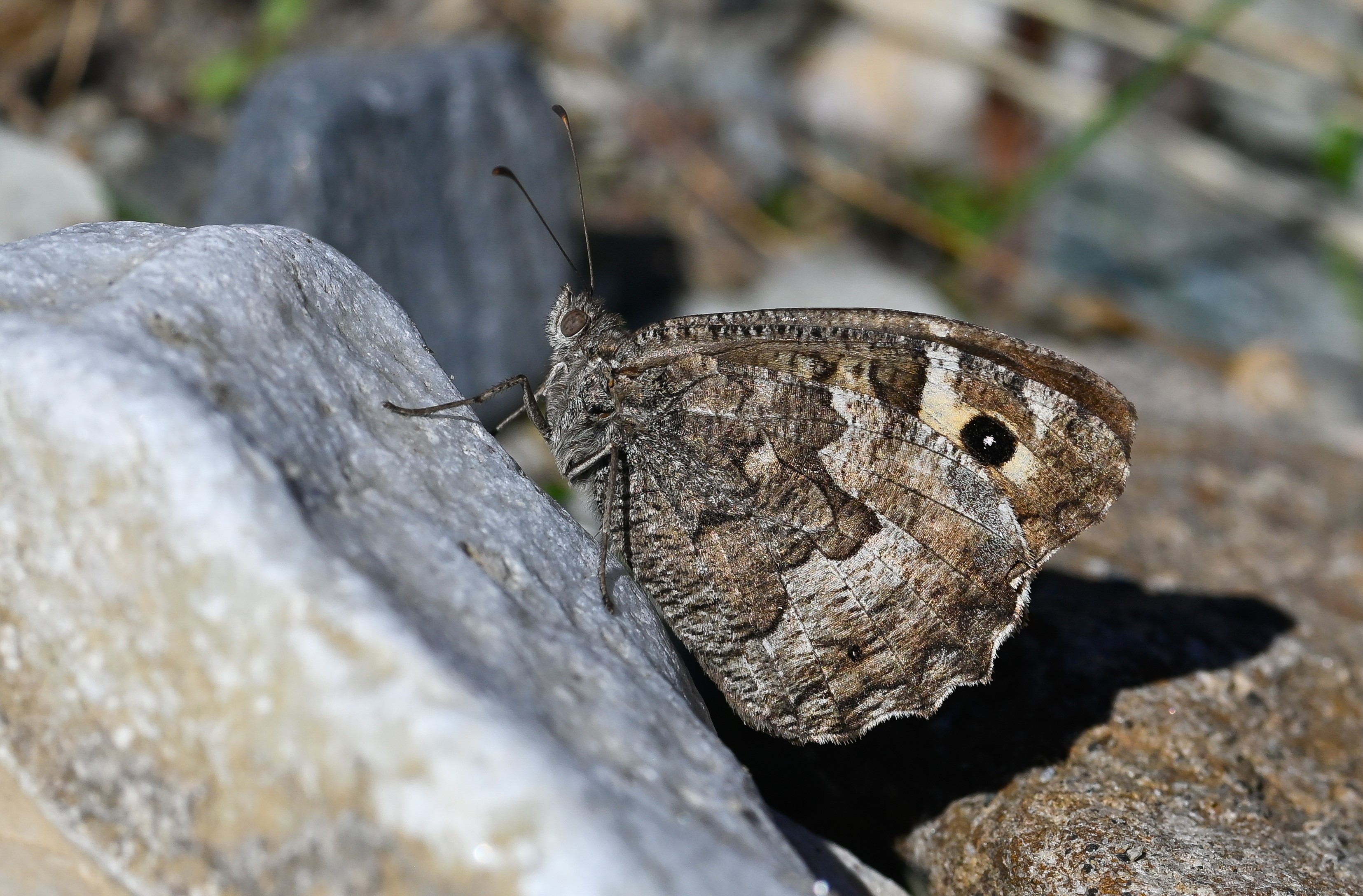 Hipparchia senthes butterfly photo