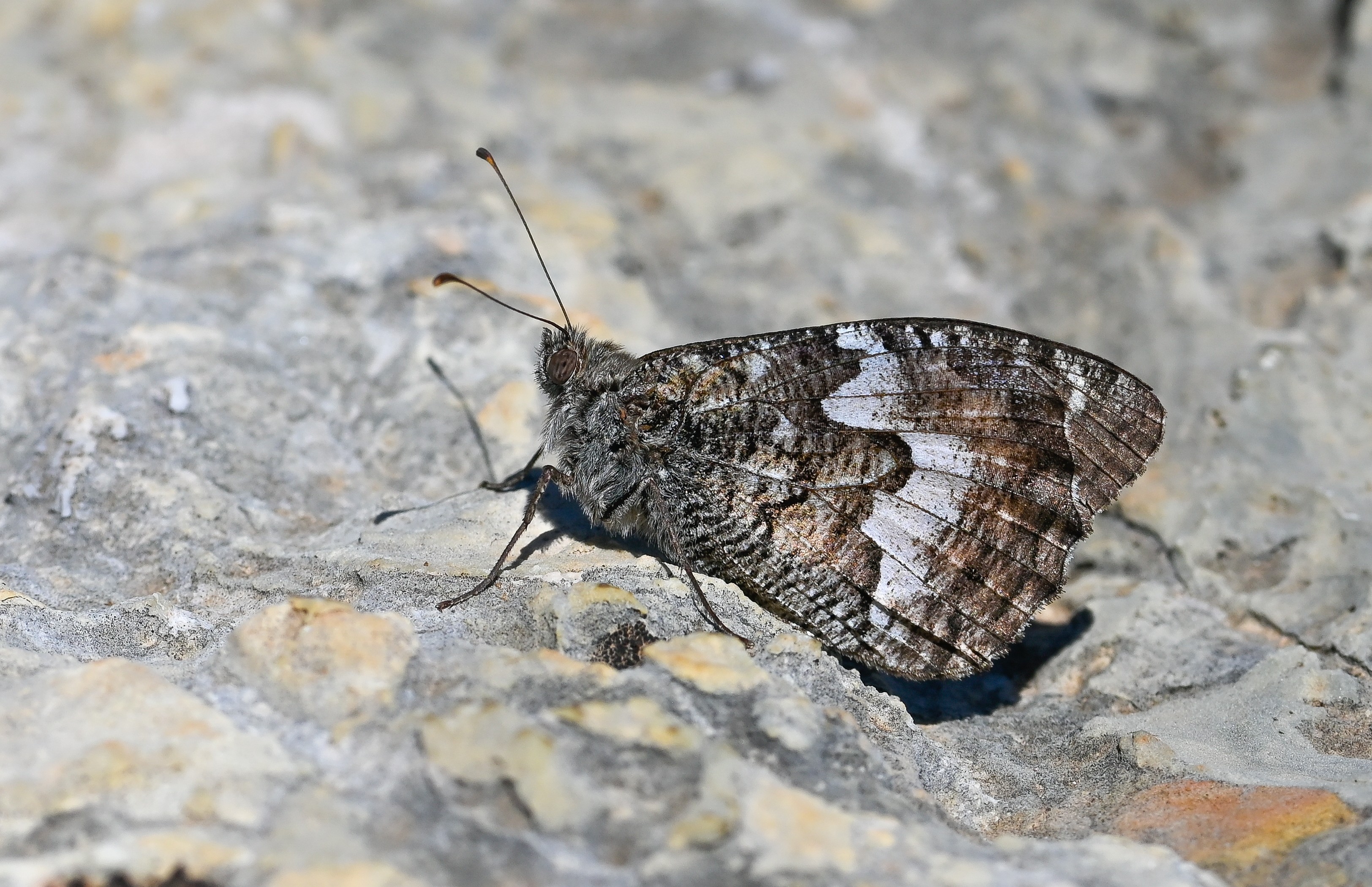 Hipparchia senthes butterfly photo