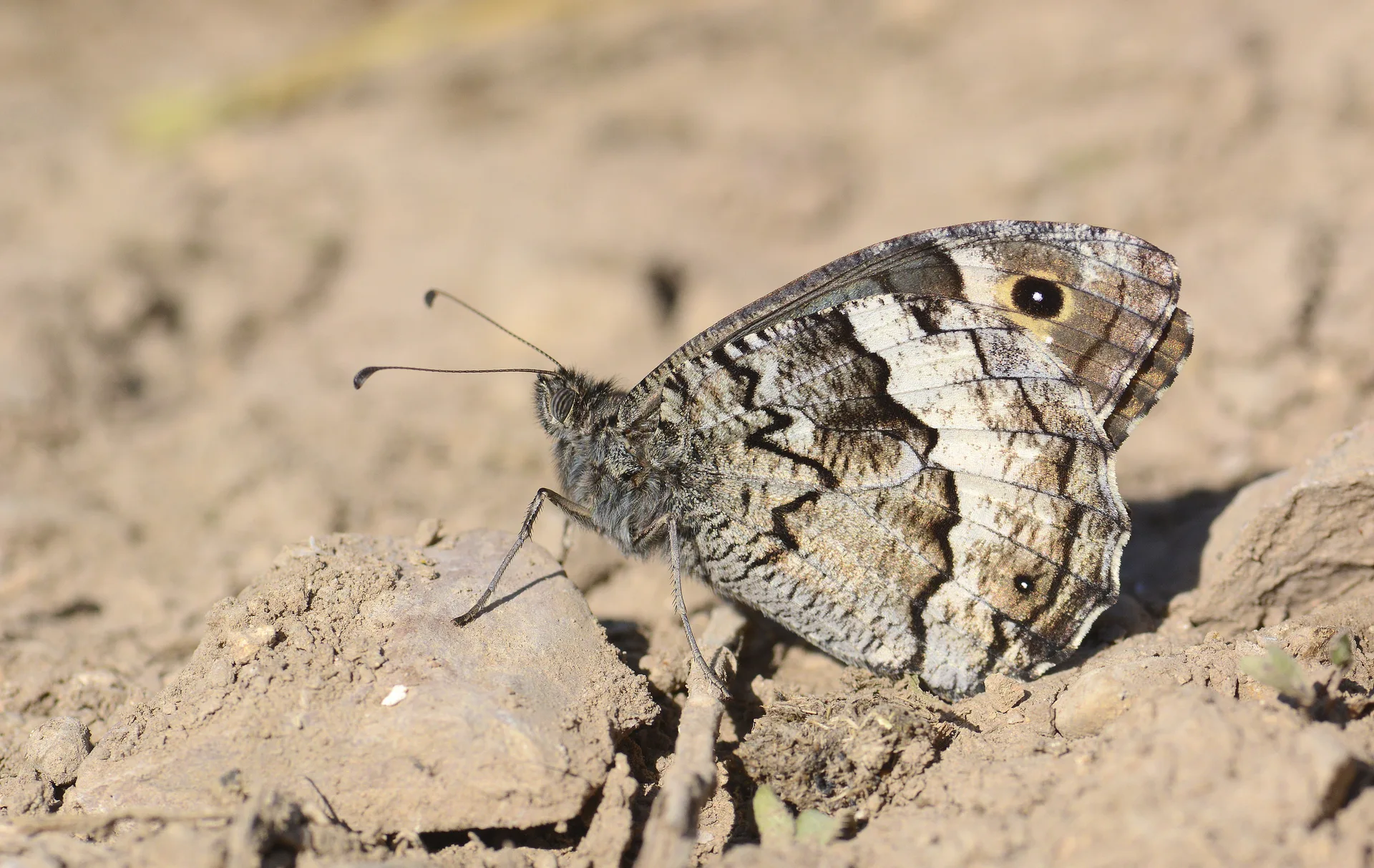 Hipparchia syriaca (Büyük Karamelek) butterfly photo