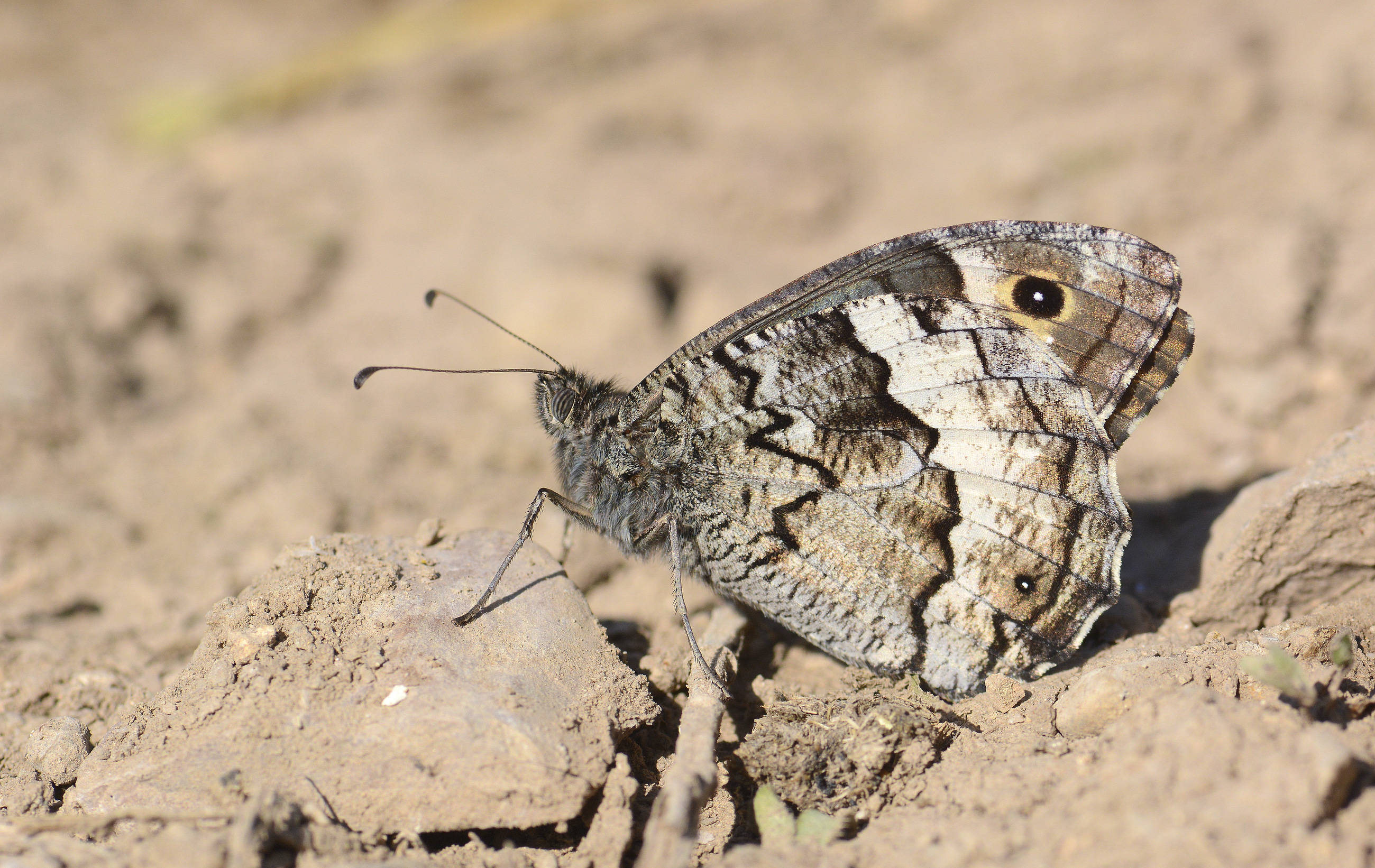 Hipparchia syriaca (Büyük Karamelek) butterfly photo