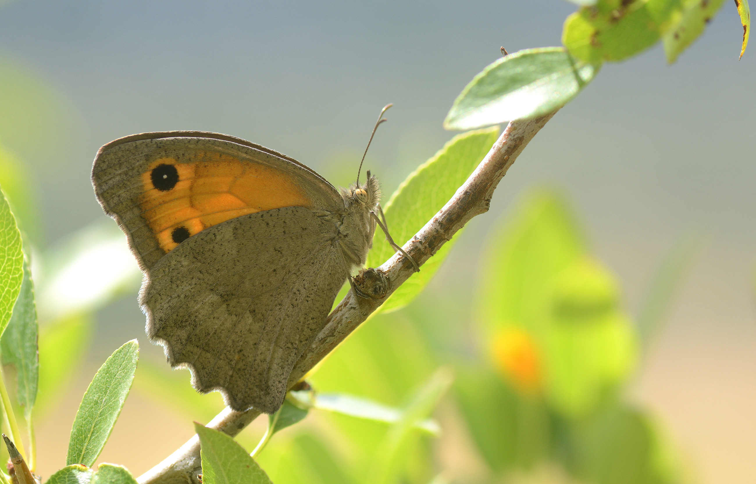Hyponephele lupina (Esmerperi) butterfly photo