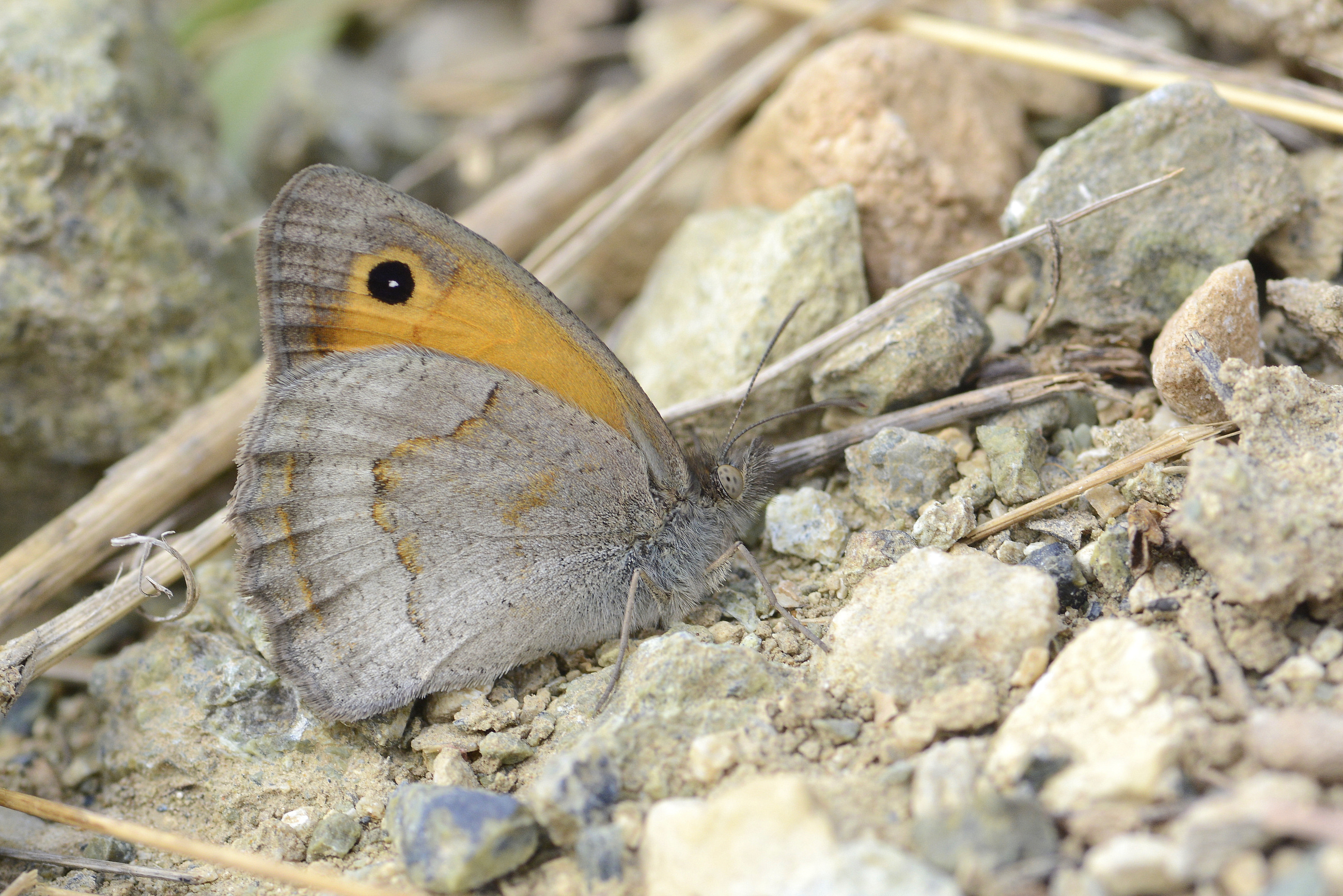 Hyponephele lycaon (Küçük Esmerperi) butterfly photo