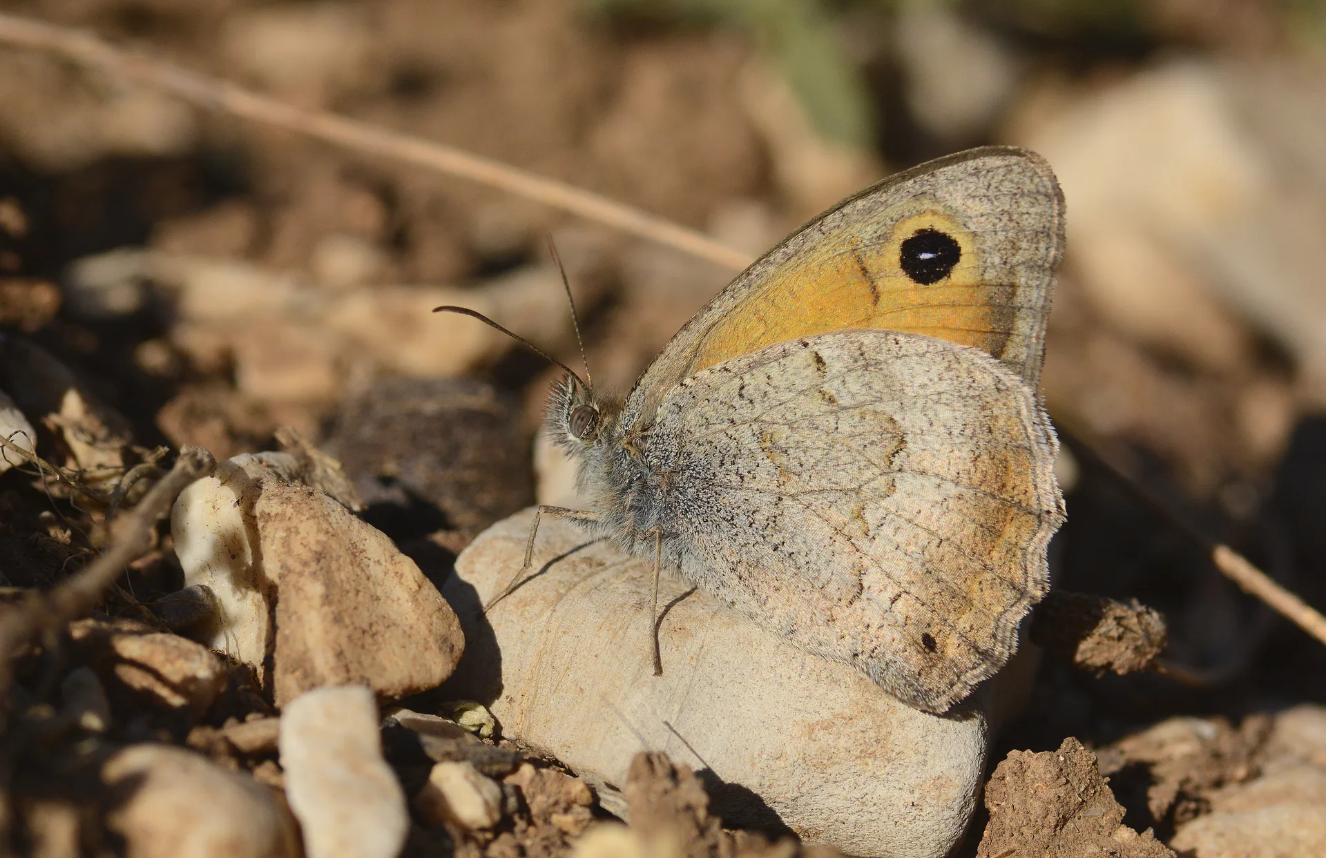 Hyponephele lycaon (KÃ¼Ã§Ã¼k Esmerperi) butterfly photo