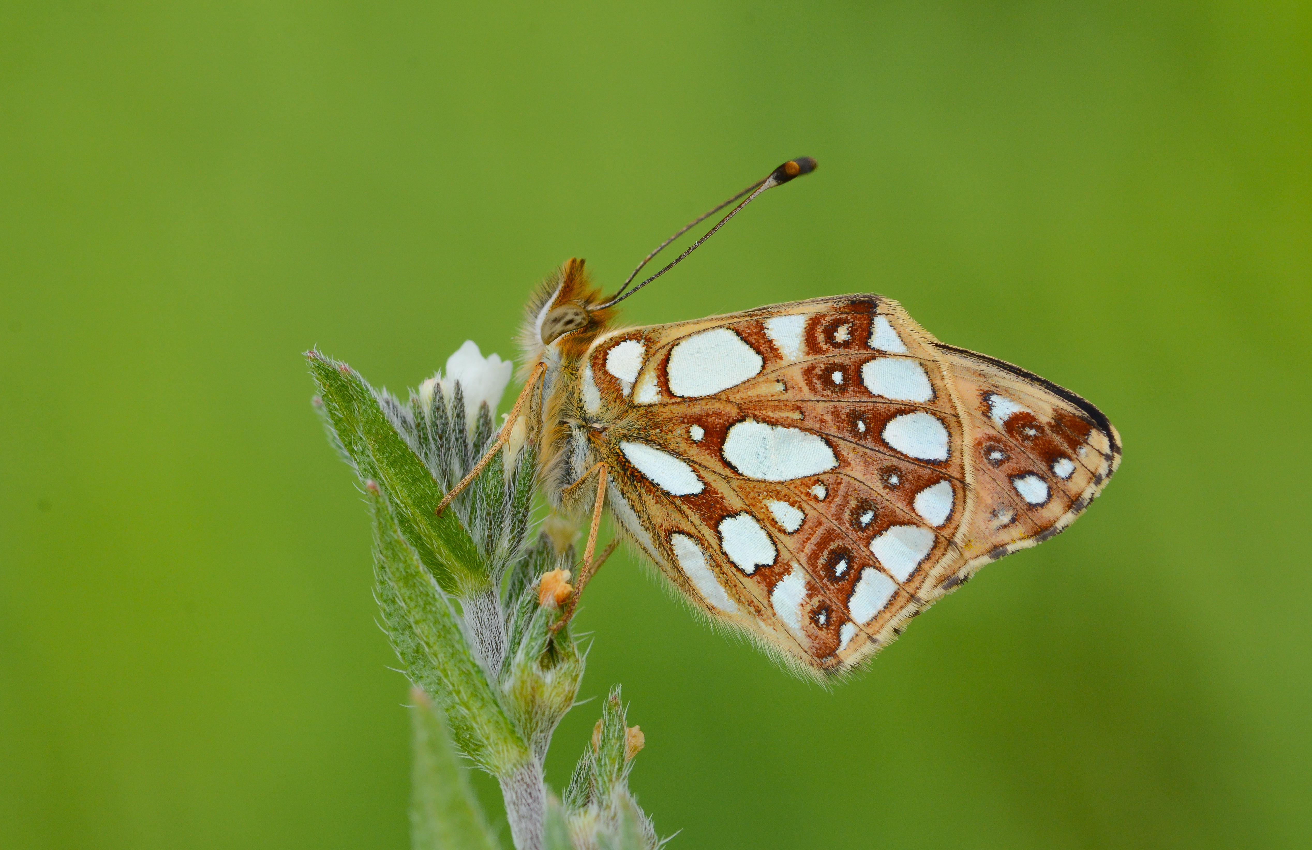 Issoria lathonia (İspanyol Kraliçesi) butterfly photo