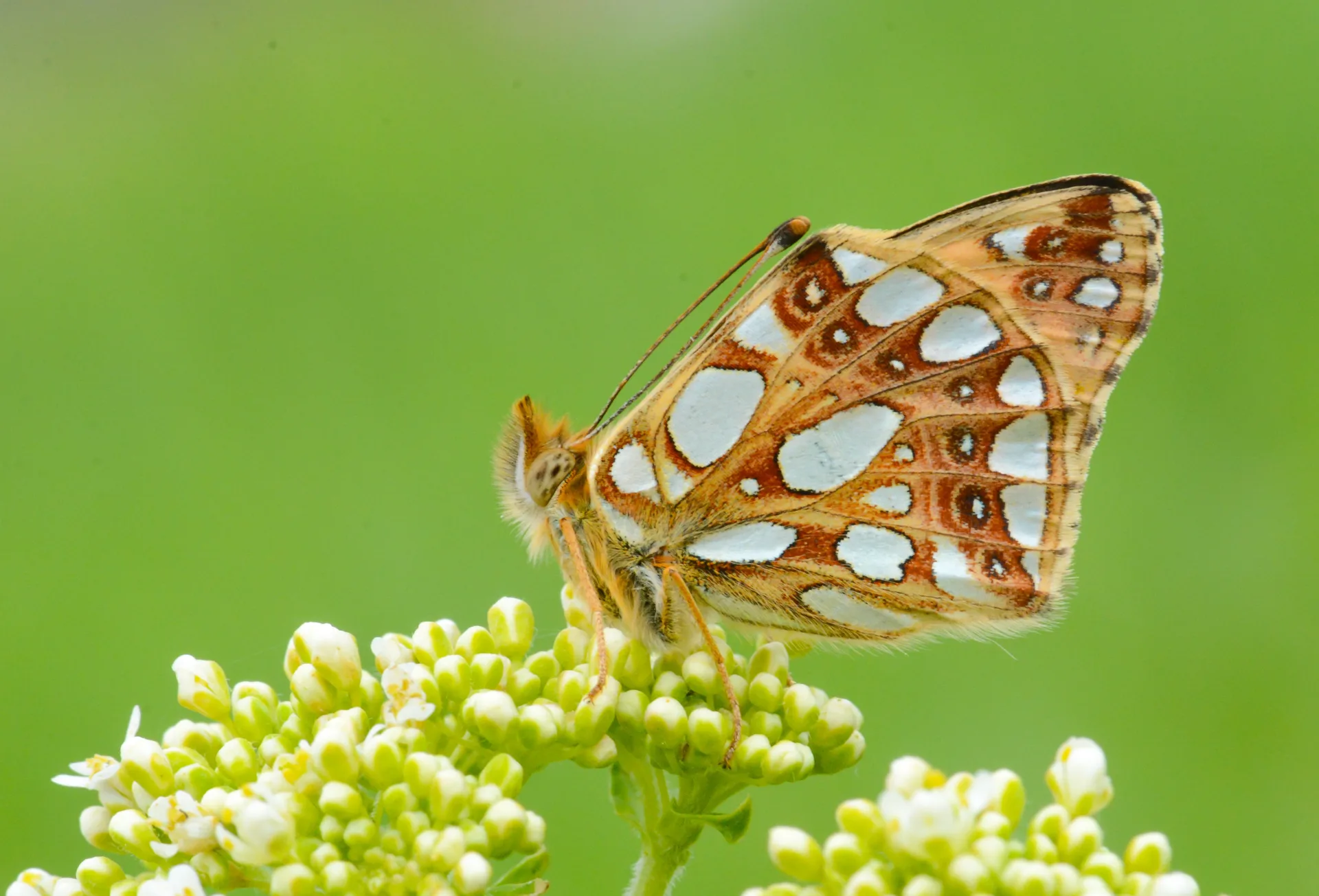Issoria lathonia (Ä°spanyol KraliÃ§esi) butterfly photo