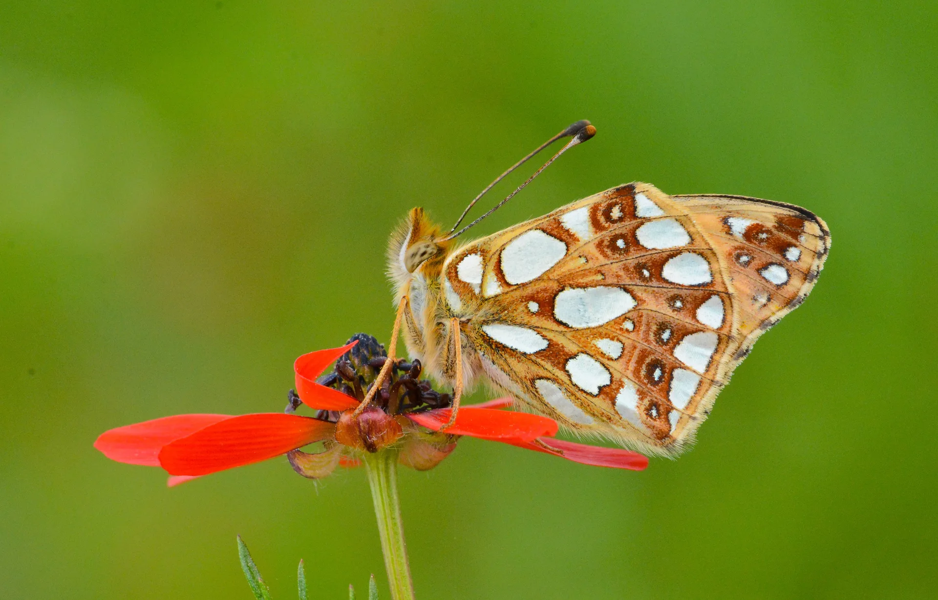 Issoria lathonia (Ä°spanyol KraliÃ§esi) butterfly photo