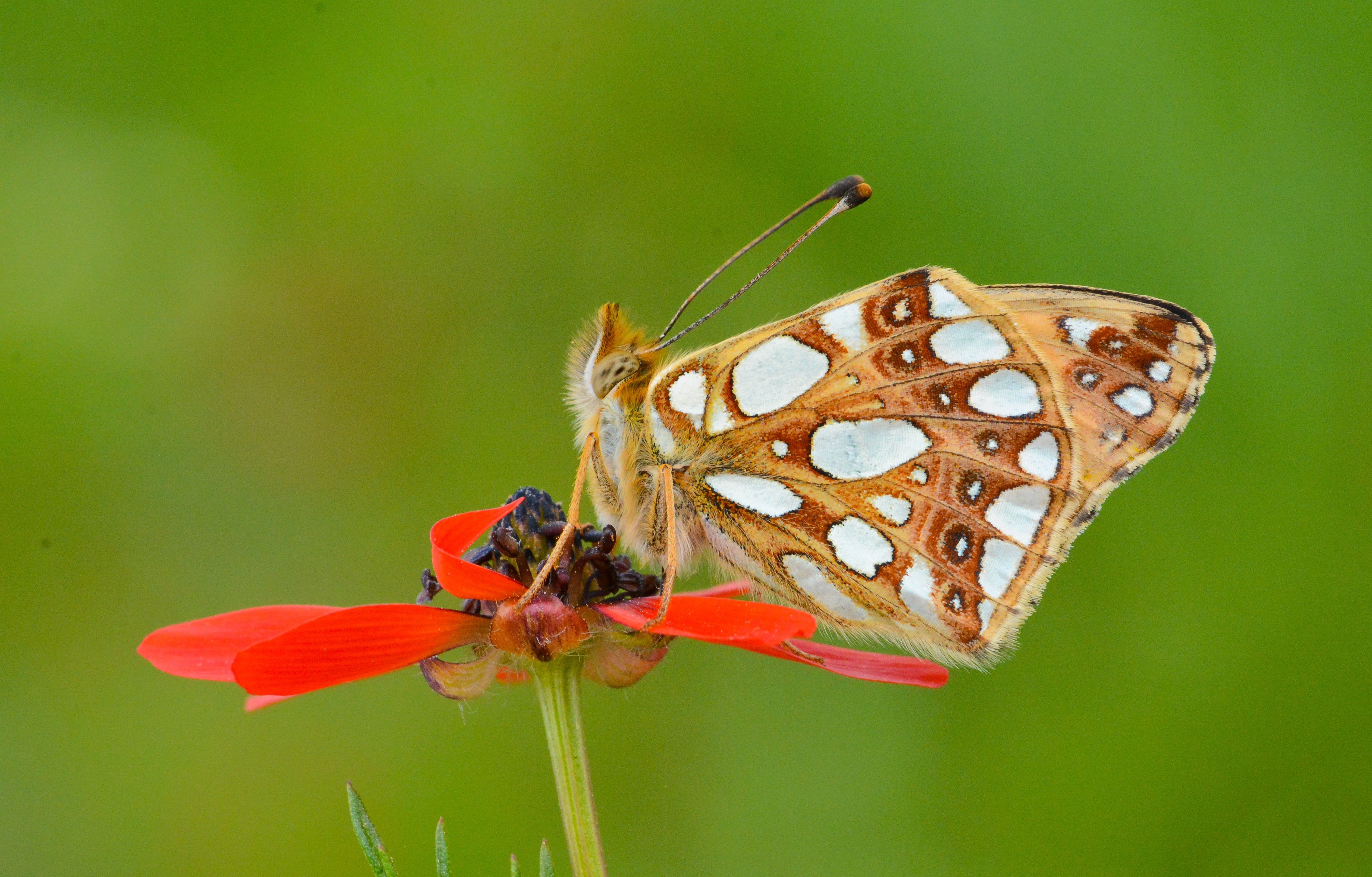 Issoria lathonia (İspanyol Kraliçesi) butterfly photo
