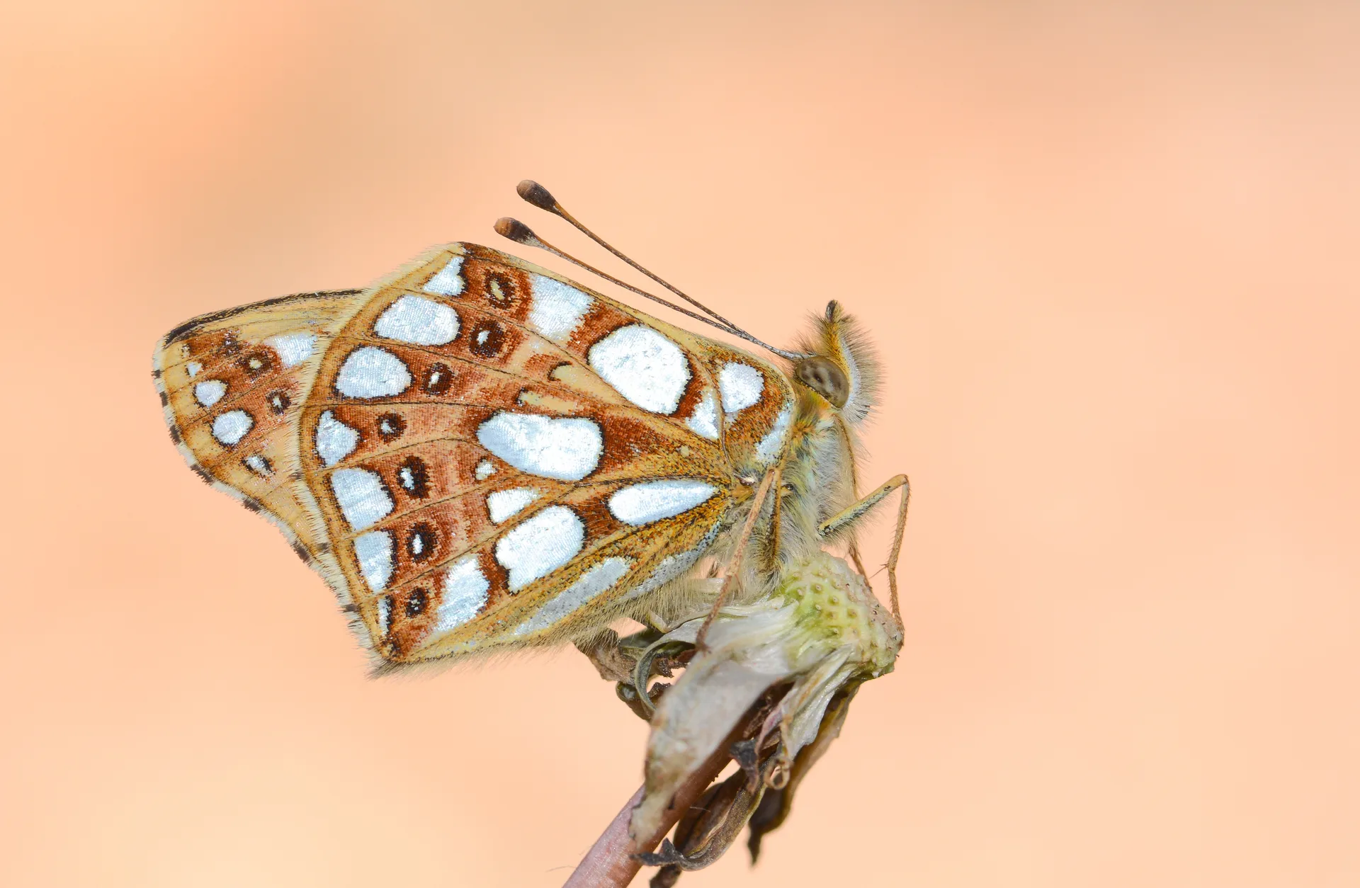 Issoria lathonia (Ä°spanyol KraliÃ§esi) butterfly photo