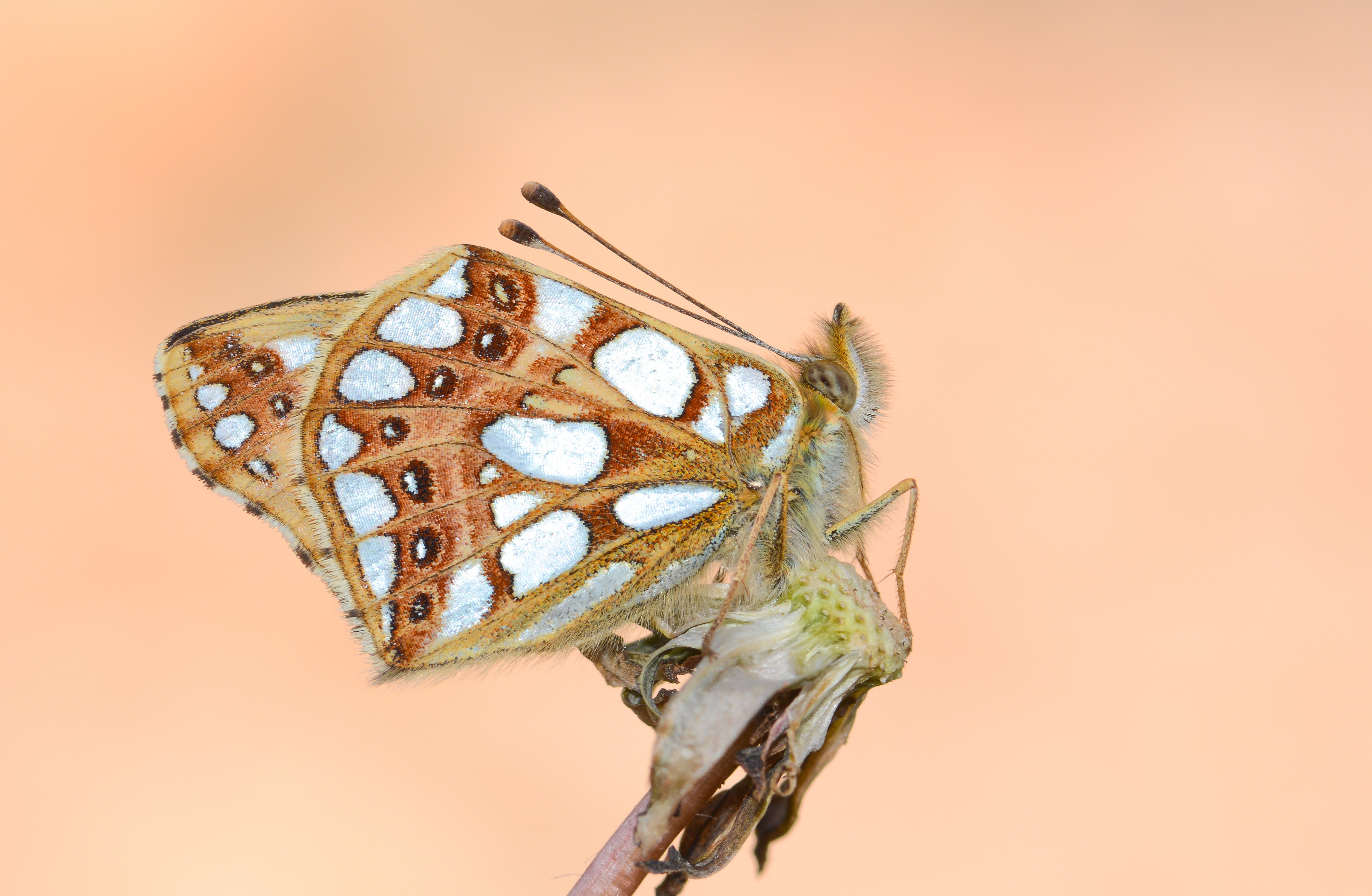 Issoria lathonia (İspanyol Kraliçesi) butterfly photo