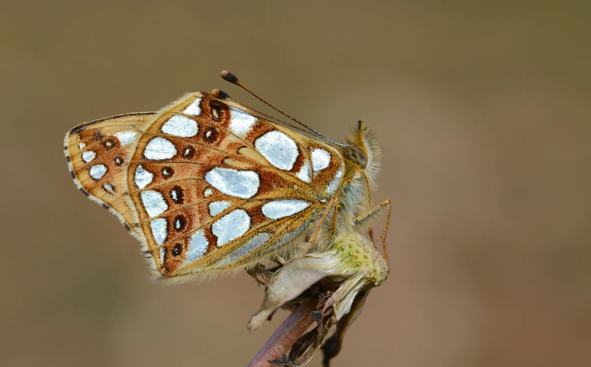 Issoria lathonia (Ä°spanyol KraliÃ§esi) butterfly photo