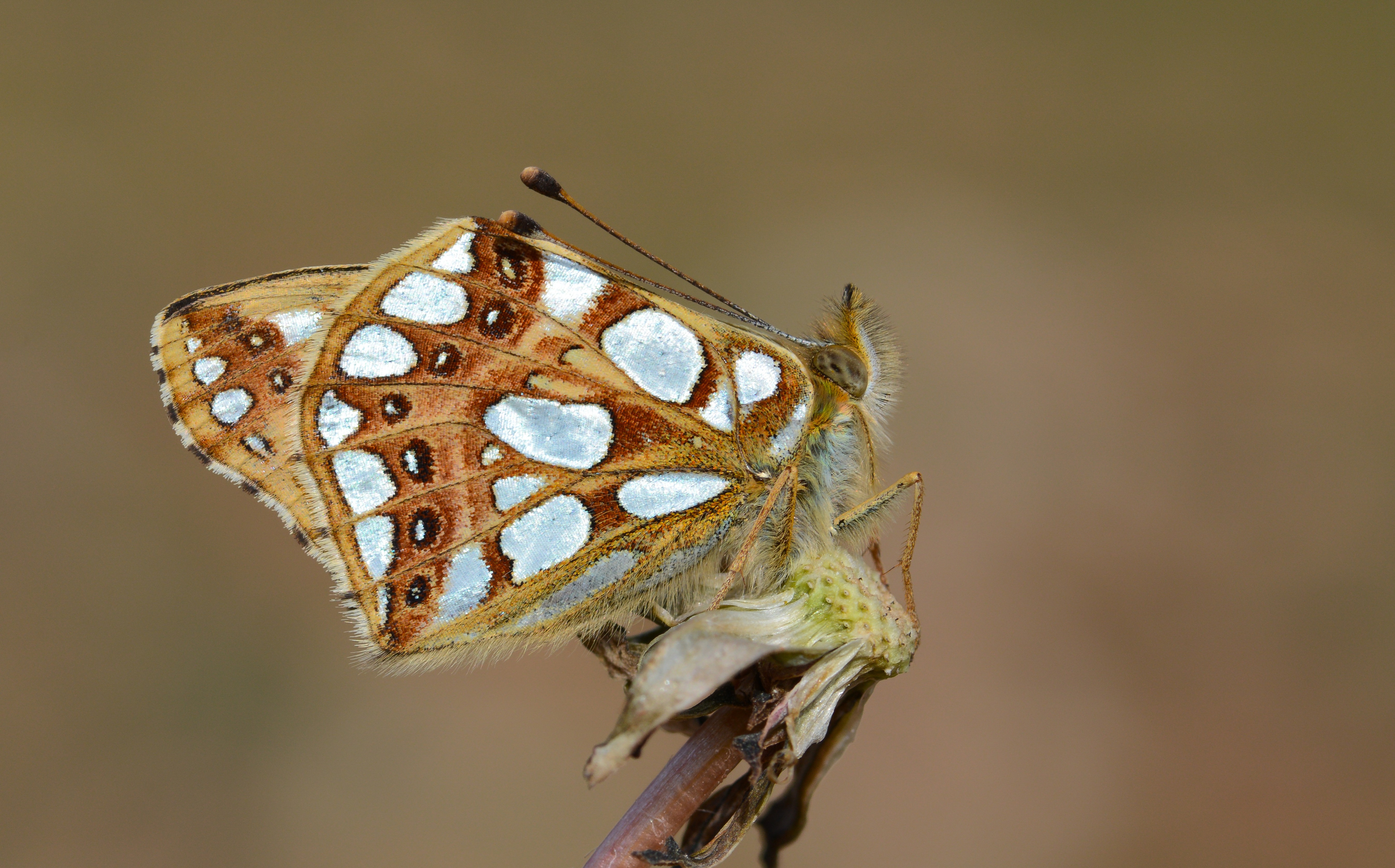 Issoria lathonia (İspanyol Kraliçesi) butterfly photo