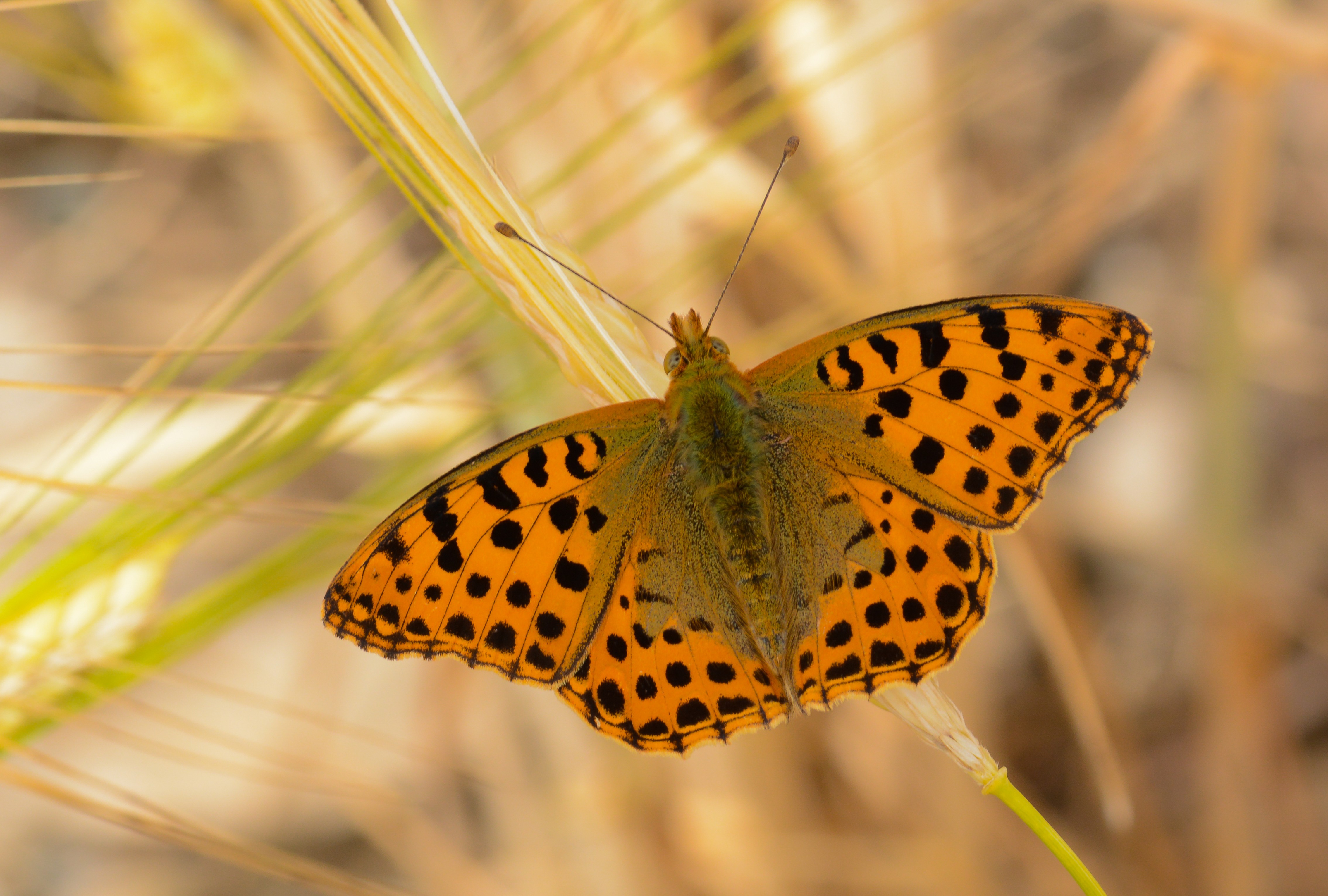 Issoria lathonia (İspanyol Kraliçesi) butterfly photo