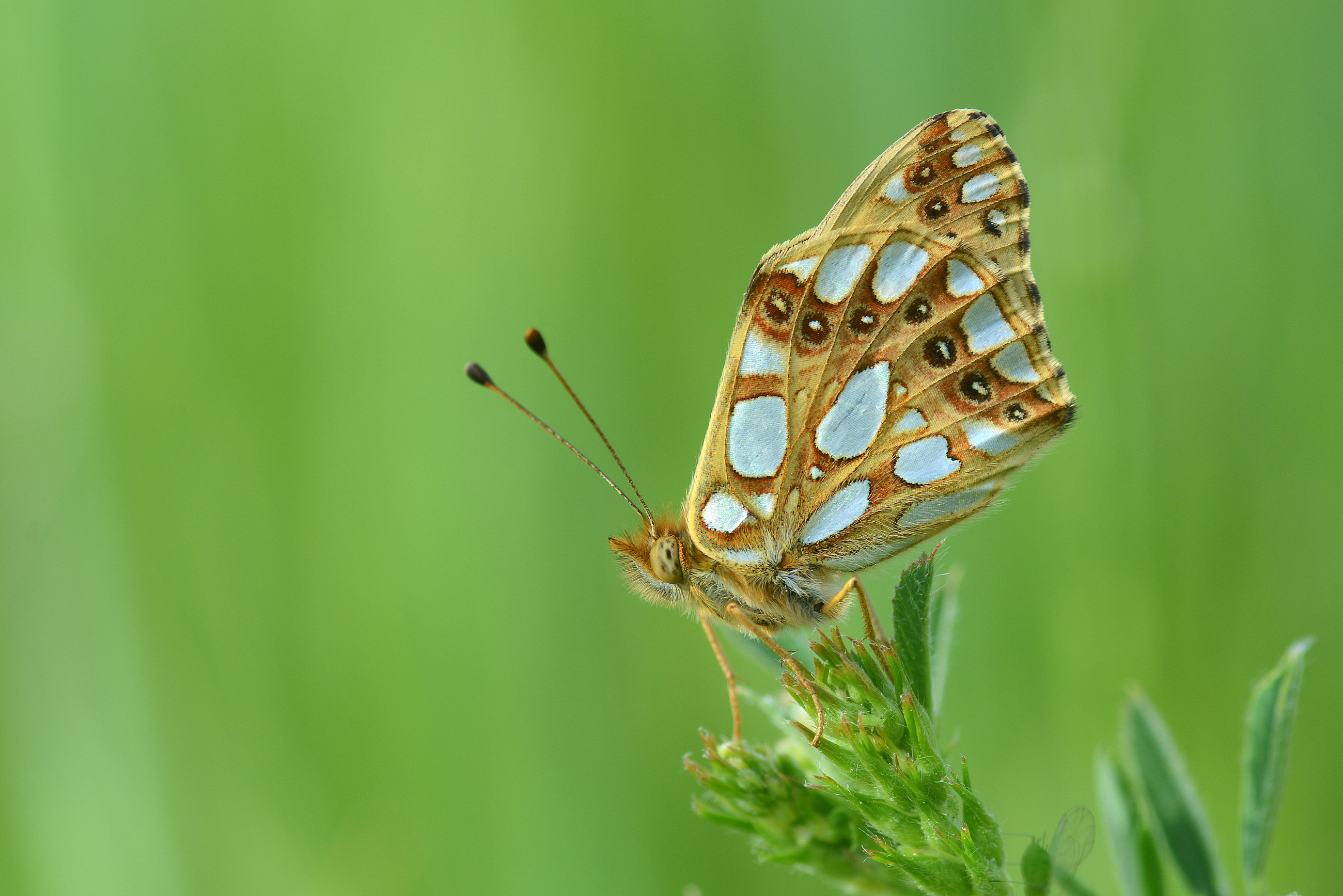 Issoria lathonia (İspanyol Kraliçesi) butterfly photo