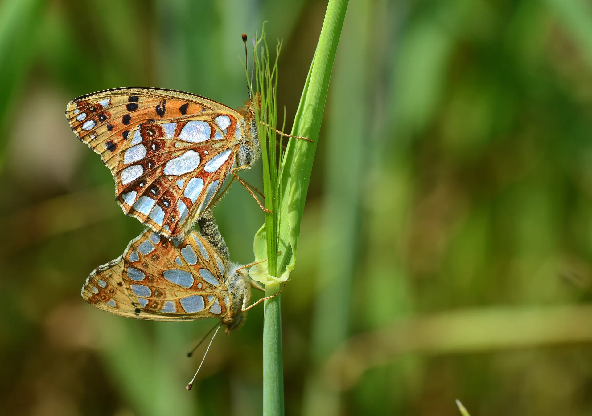 Issoria lathonia (Ä°spanyol KraliÃ§esi) butterfly photo