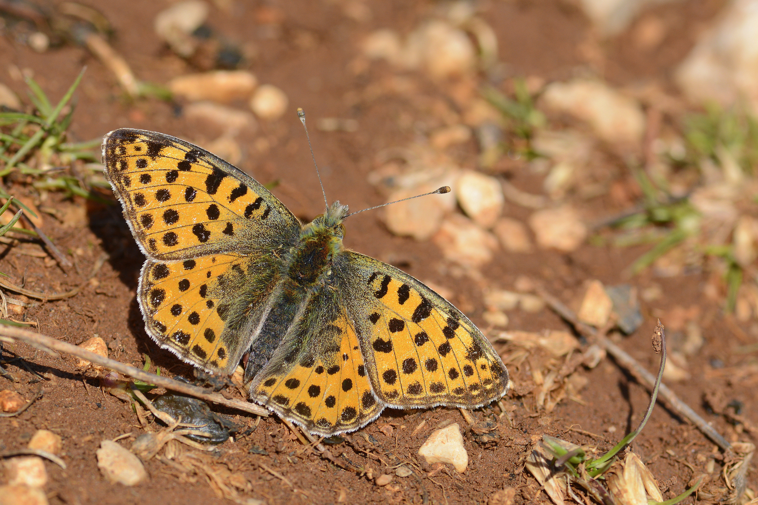 Issoria lathonia (İspanyol Kraliçesi) butterfly photo