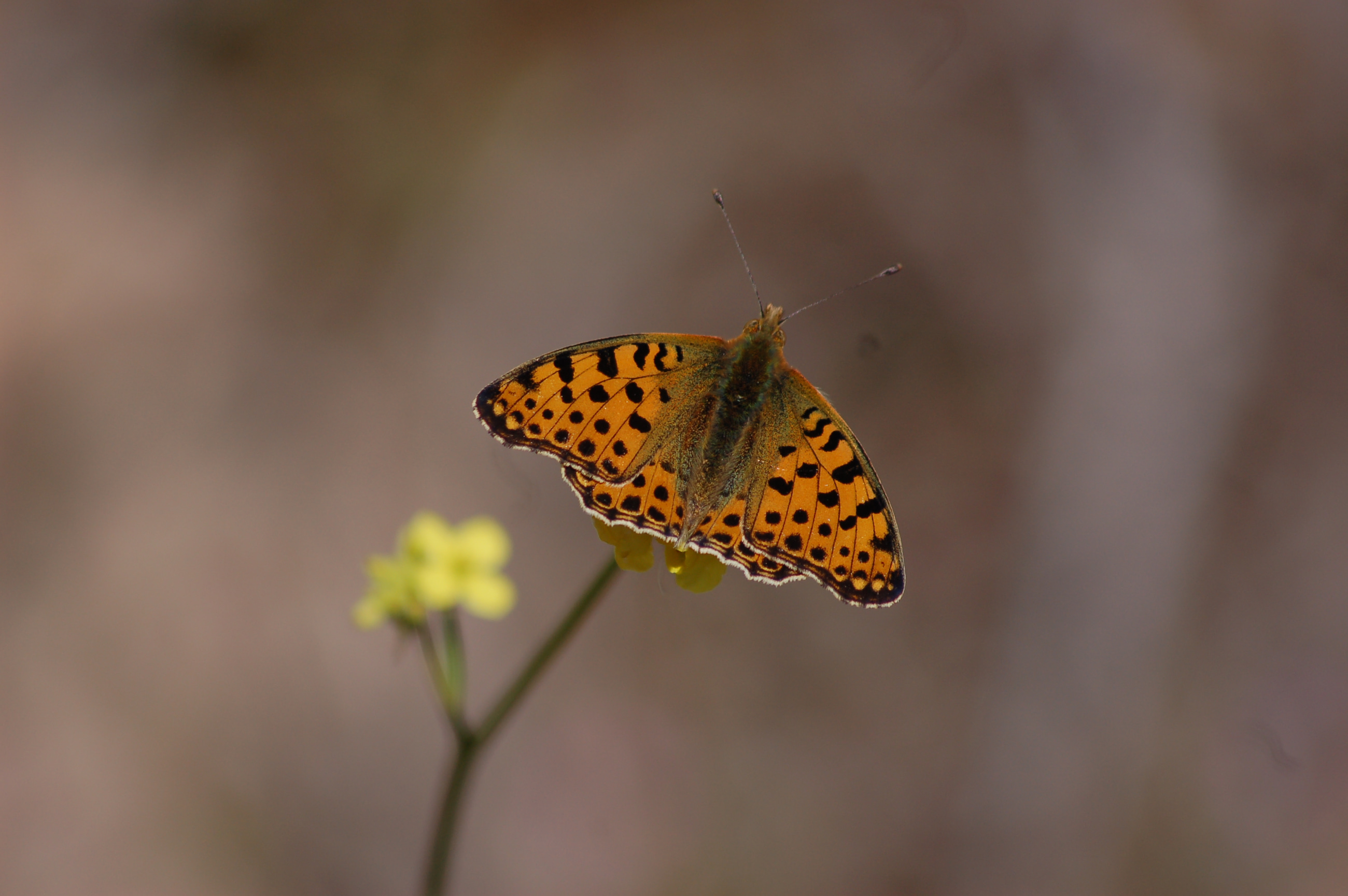 Issoria lathonia (İspanyol Kraliçesi) butterfly photo