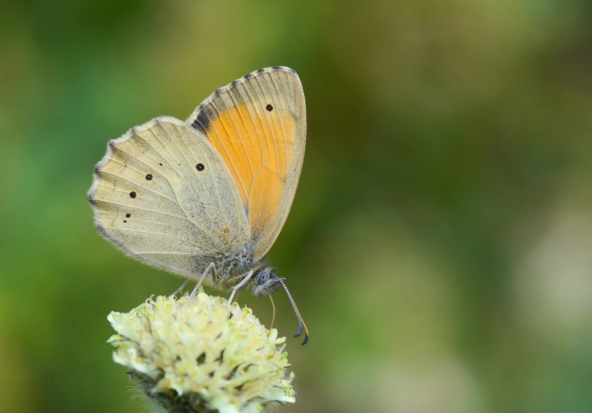 Kirinia climene butterfly photo