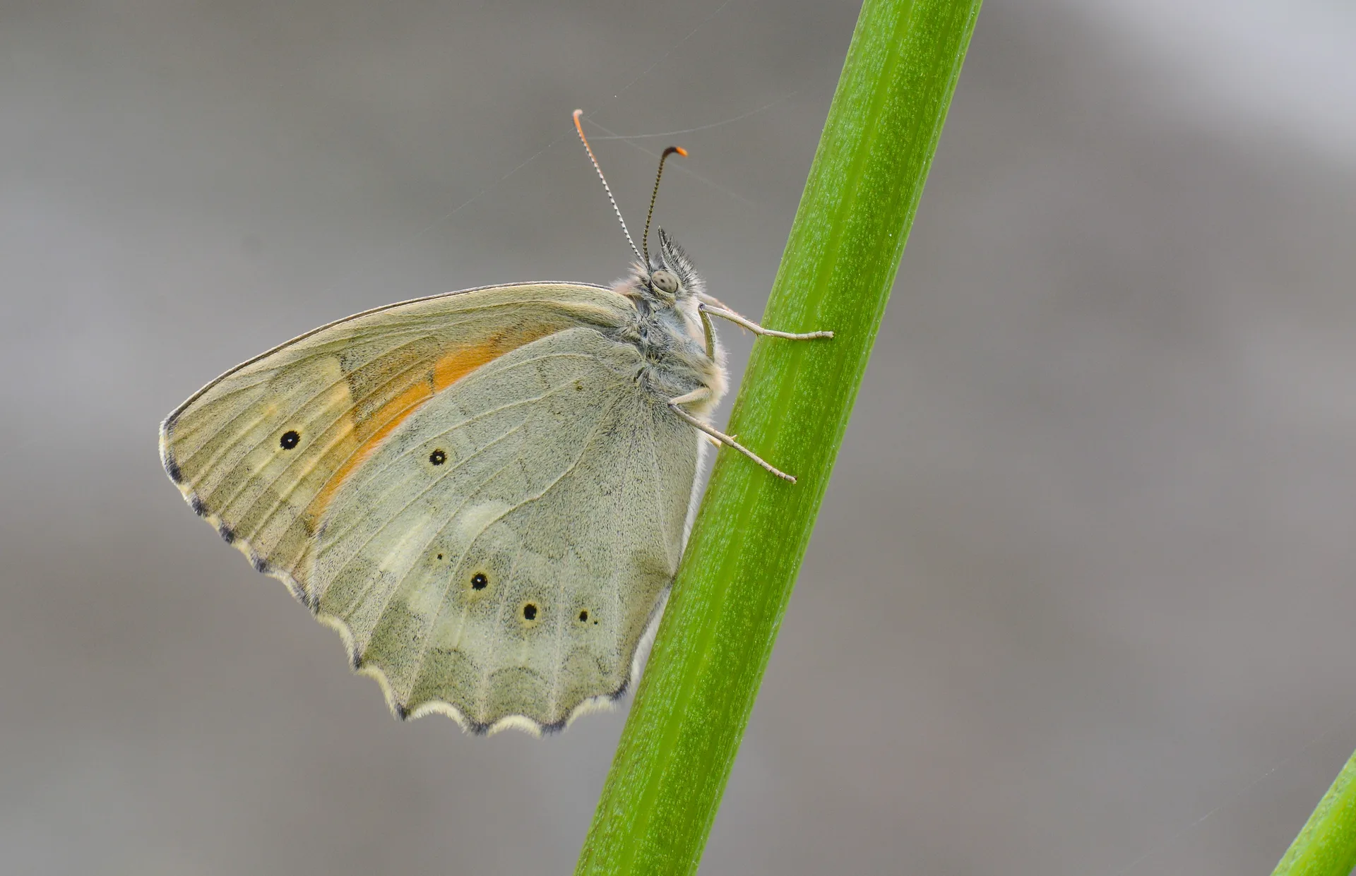 Kirinia climene butterfly photo