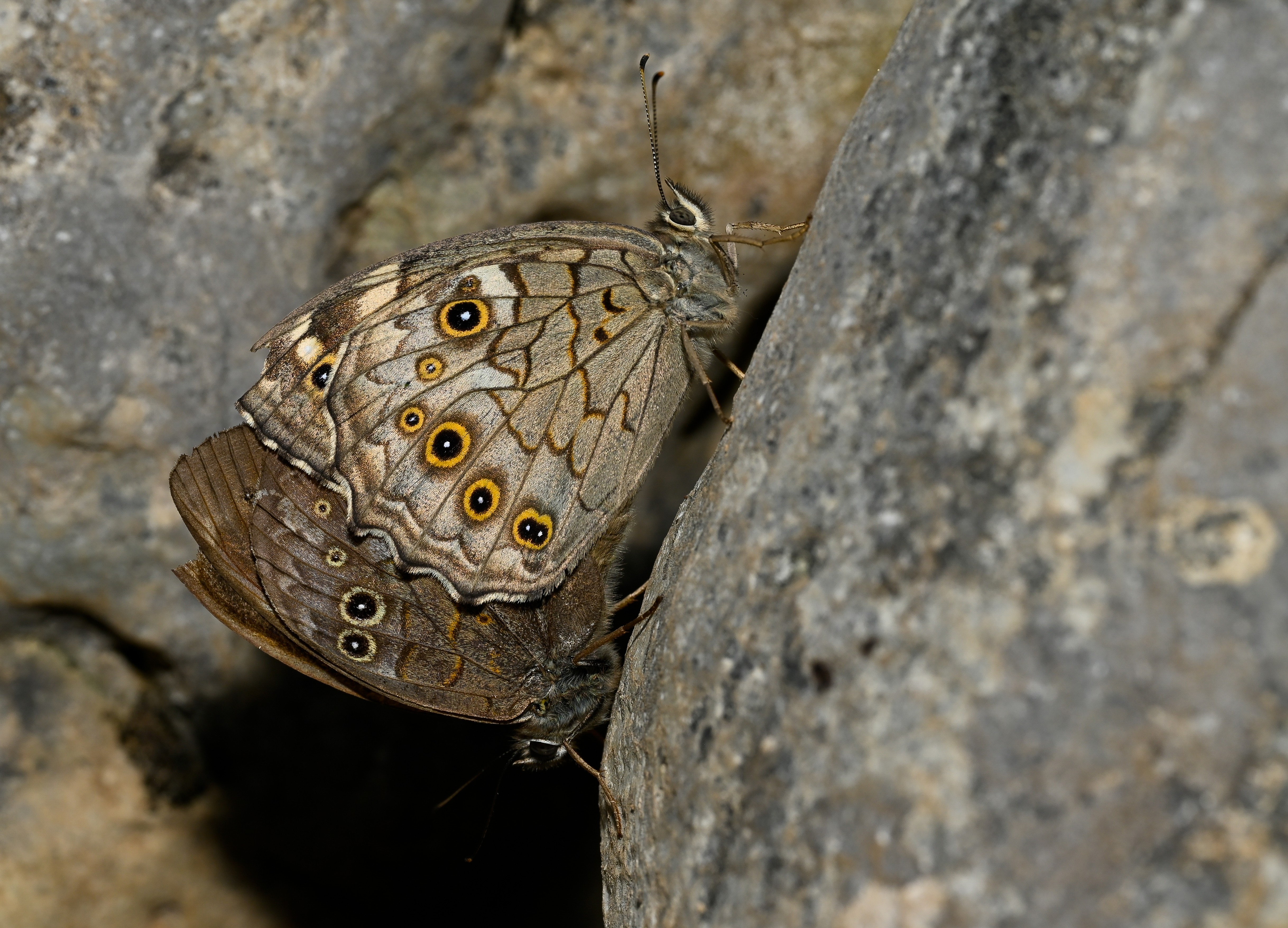 Kirinia roxelana (Ağaç Esmeri) butterfly photo