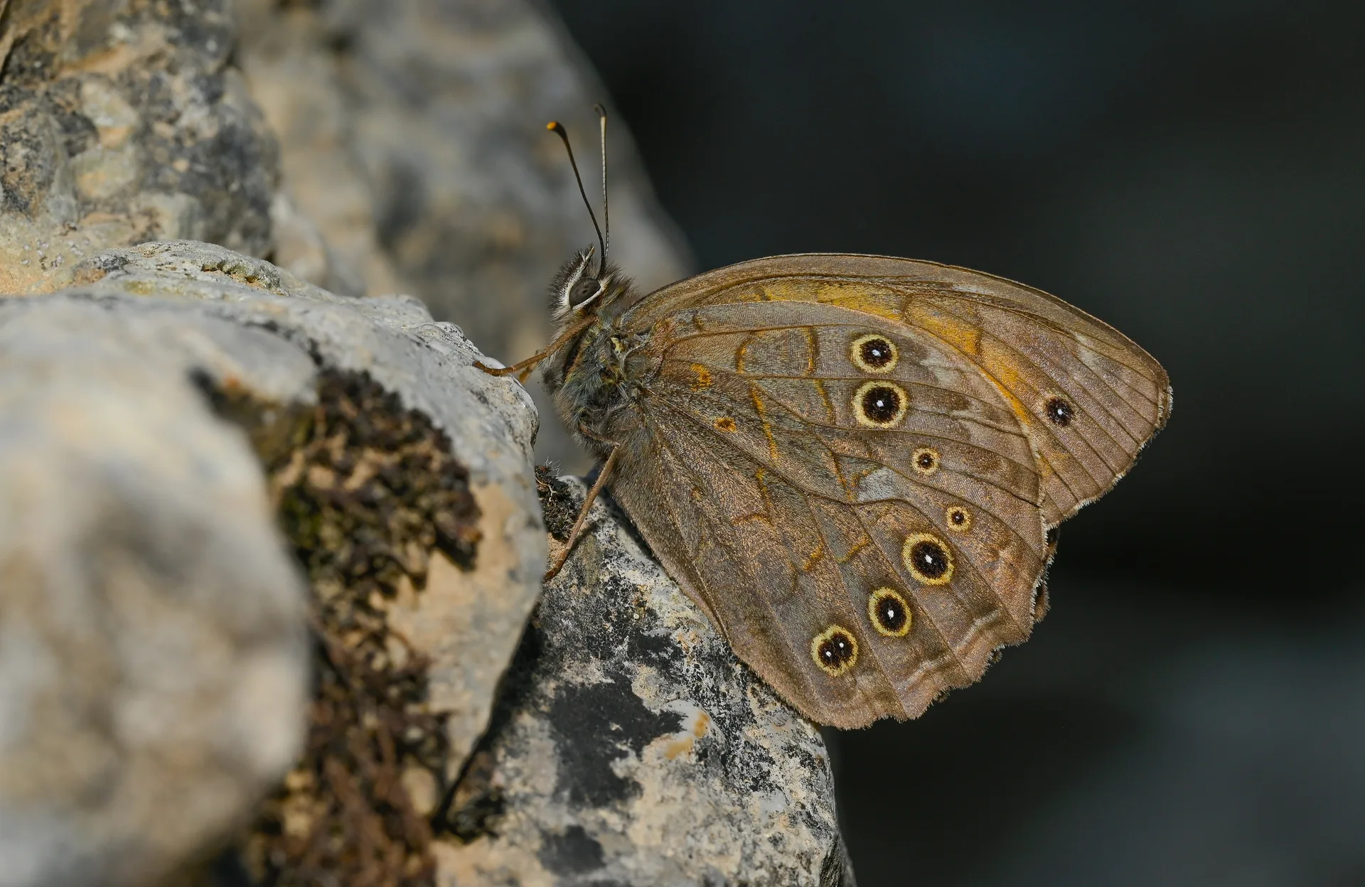 Kirinia roxelana (AÄŸaÃ§ Esmeri) butterfly photo
