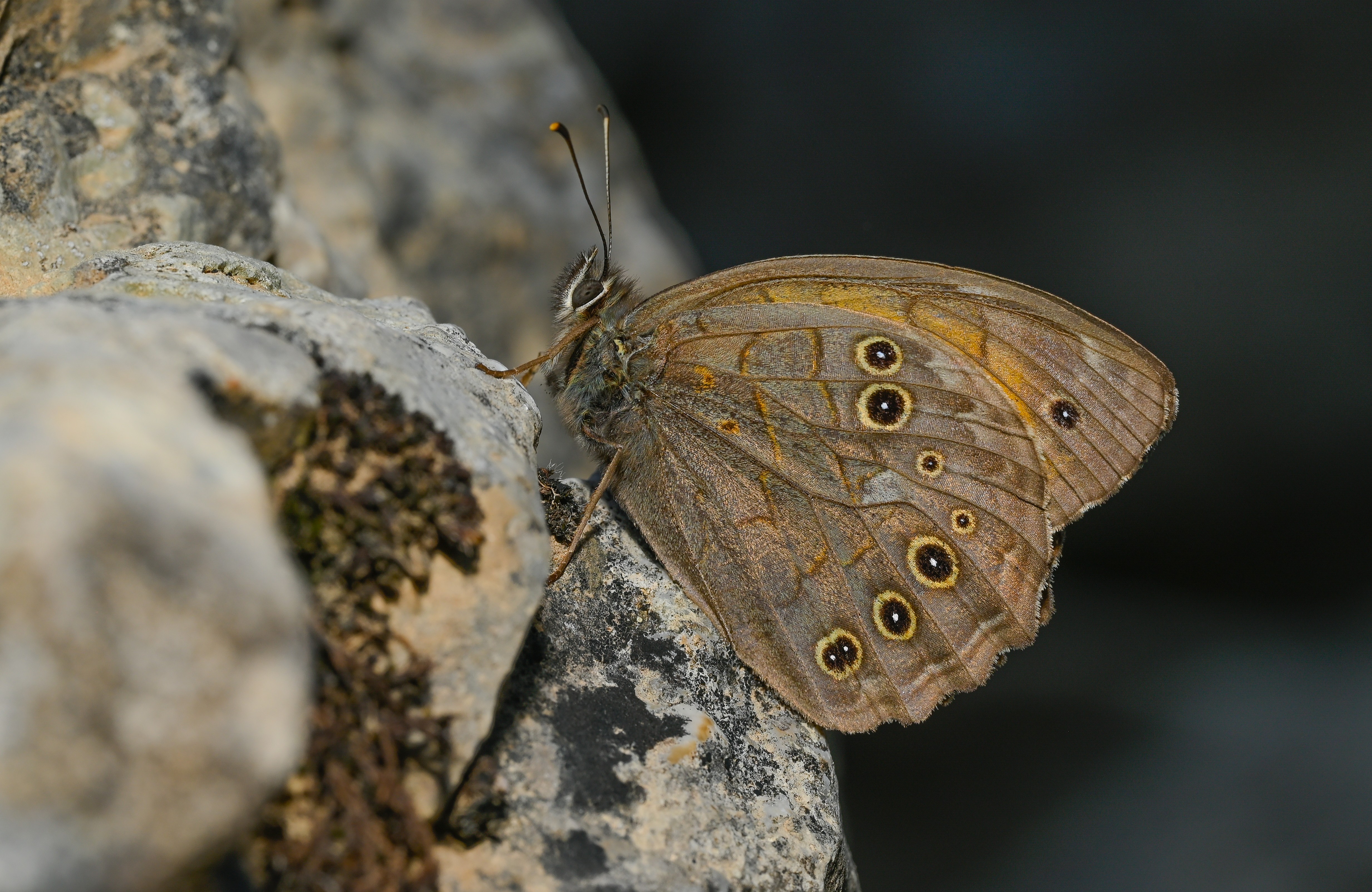 Kirinia roxelana (Ağaç Esmeri) butterfly photo