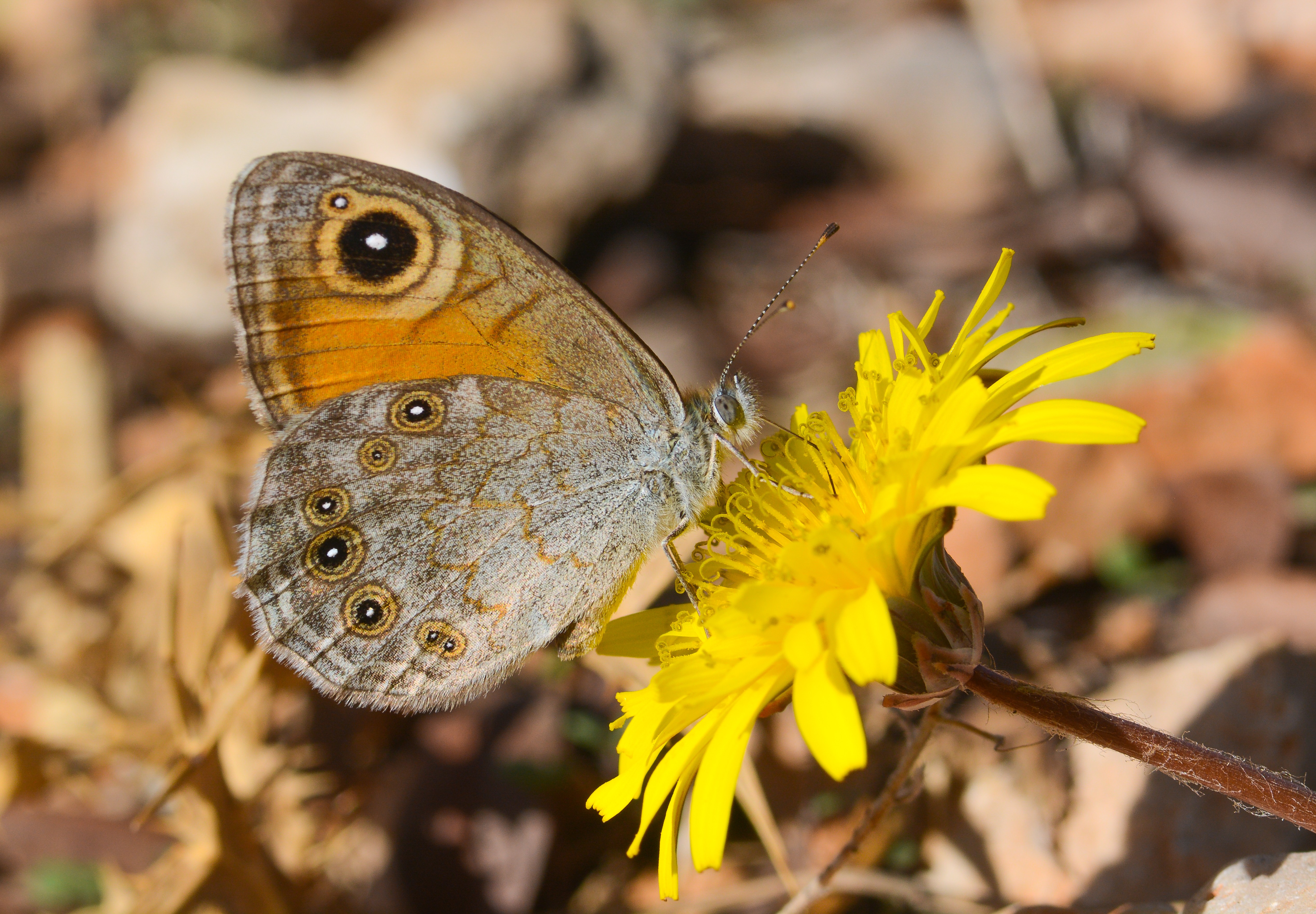 Lasiommata maera (Esmerboncuk) butterfly photo