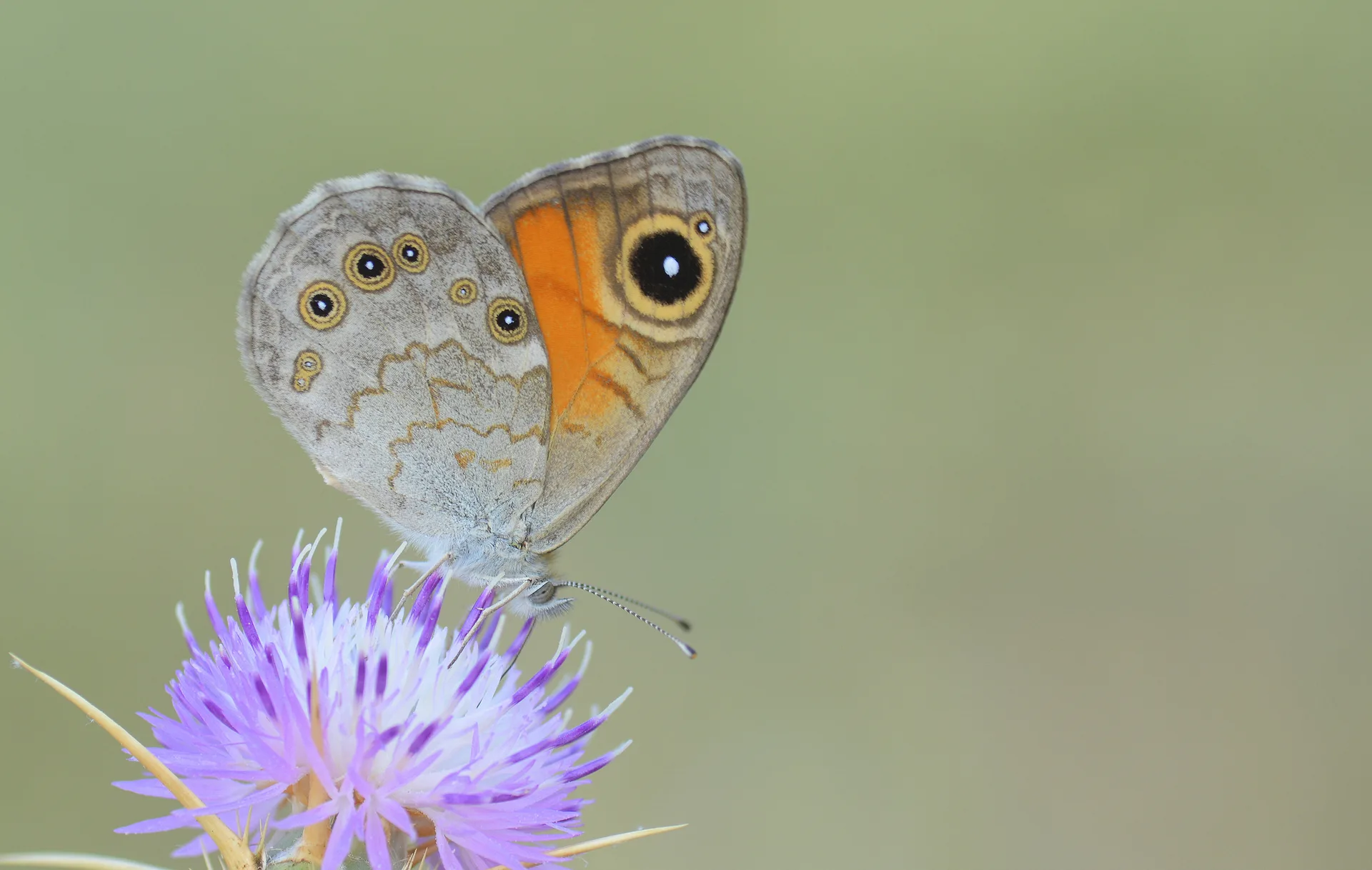 Lasiommata maera (Esmerboncuk) butterfly photo