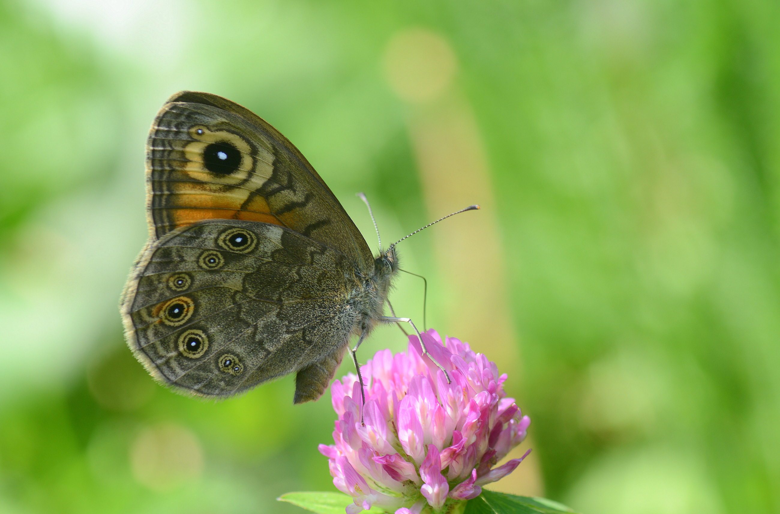 Lasiommata maera (Esmerboncuk) butterfly photo