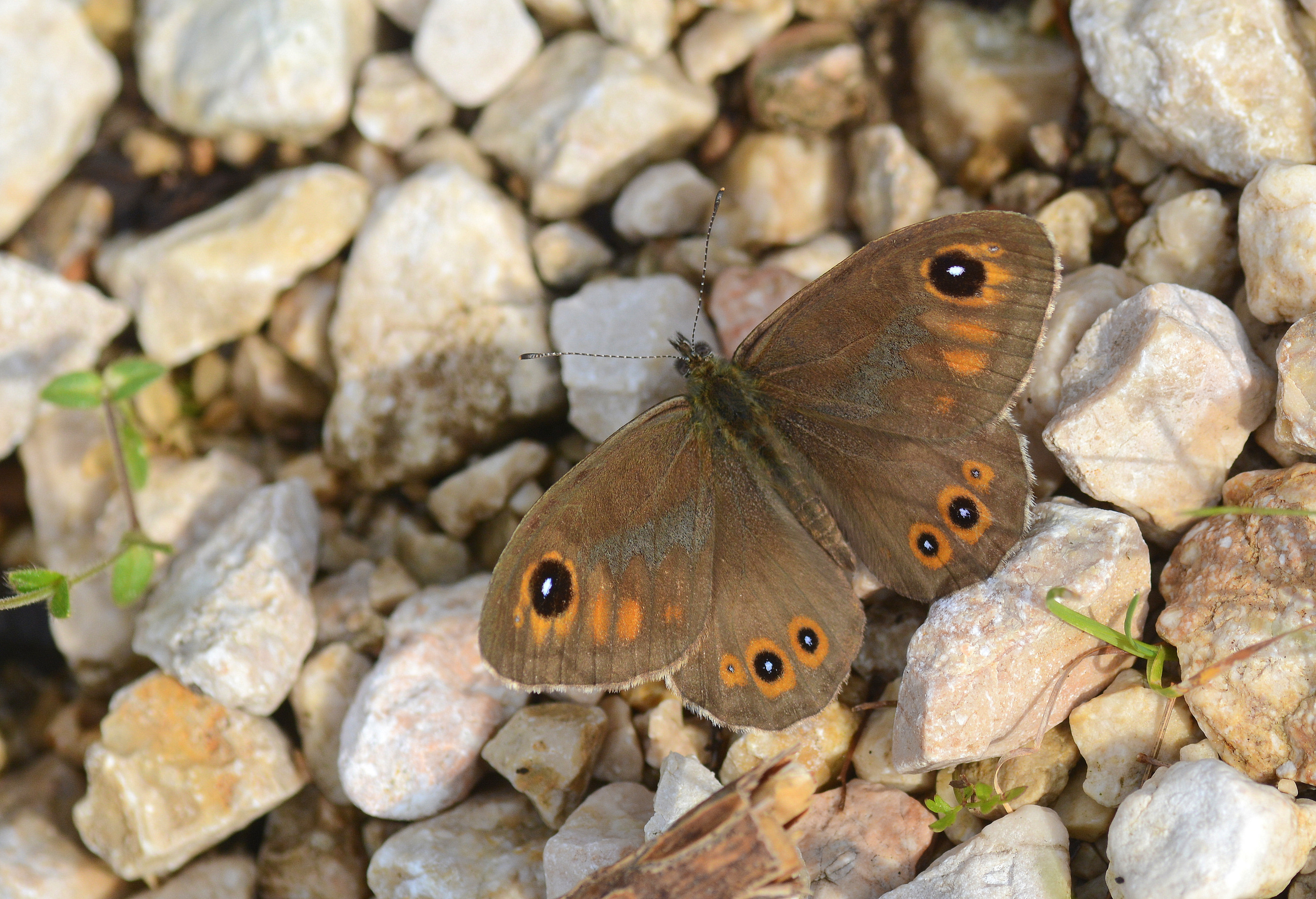 Lasiommata maera (Esmerboncuk) butterfly photo
