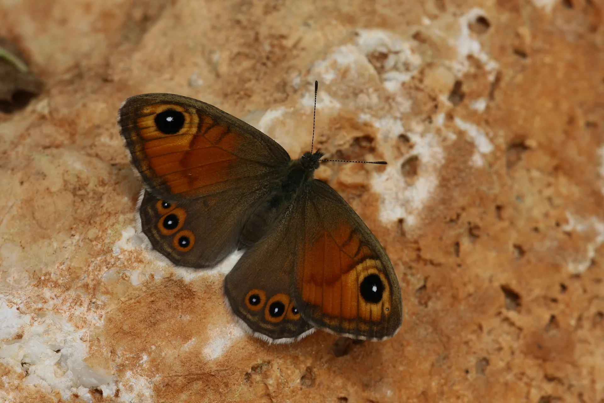 Lasiommata maera (Esmerboncuk) butterfly photo
