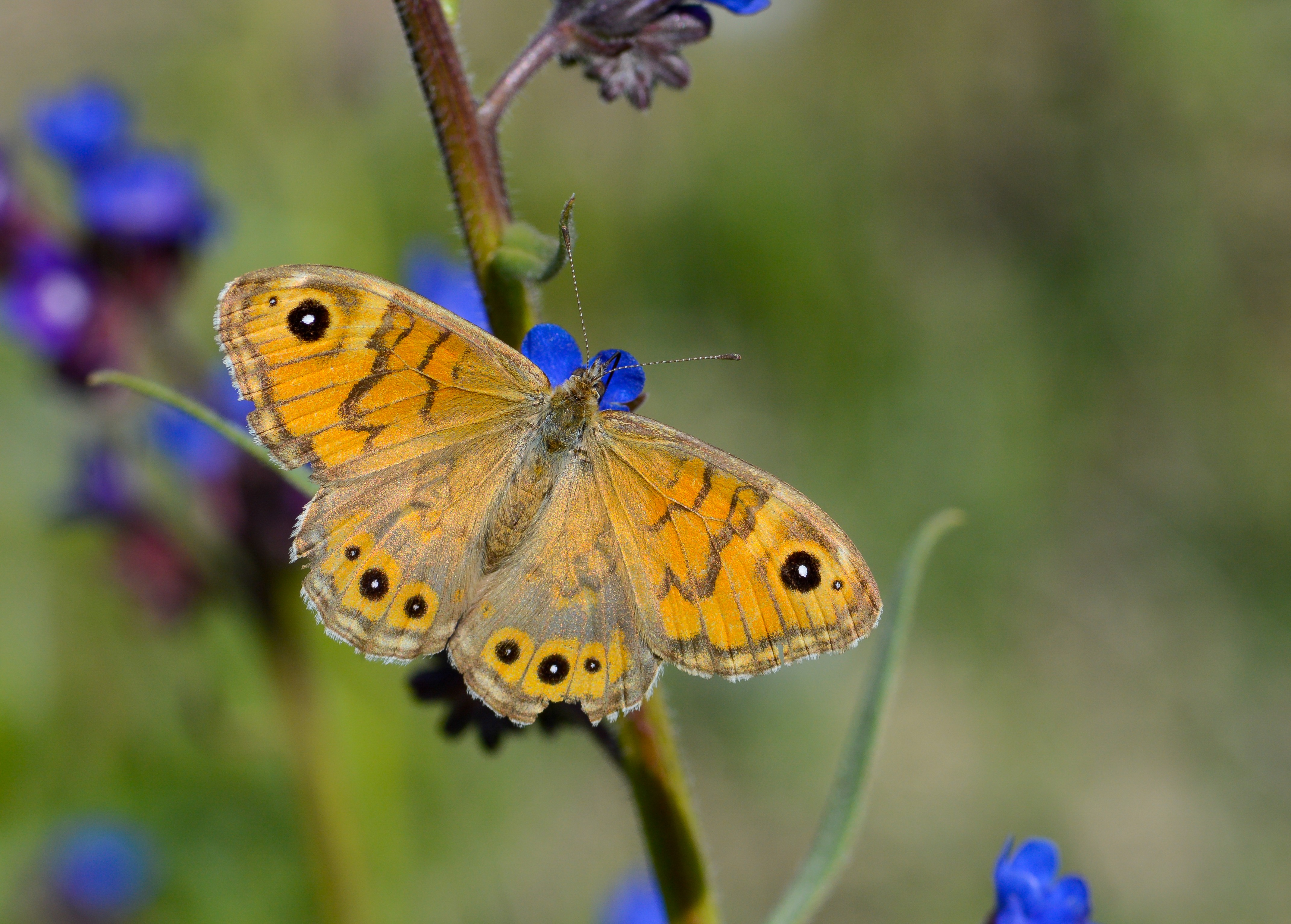 Lasiommata megera (Küçük Esmerboncuk) butterfly photo