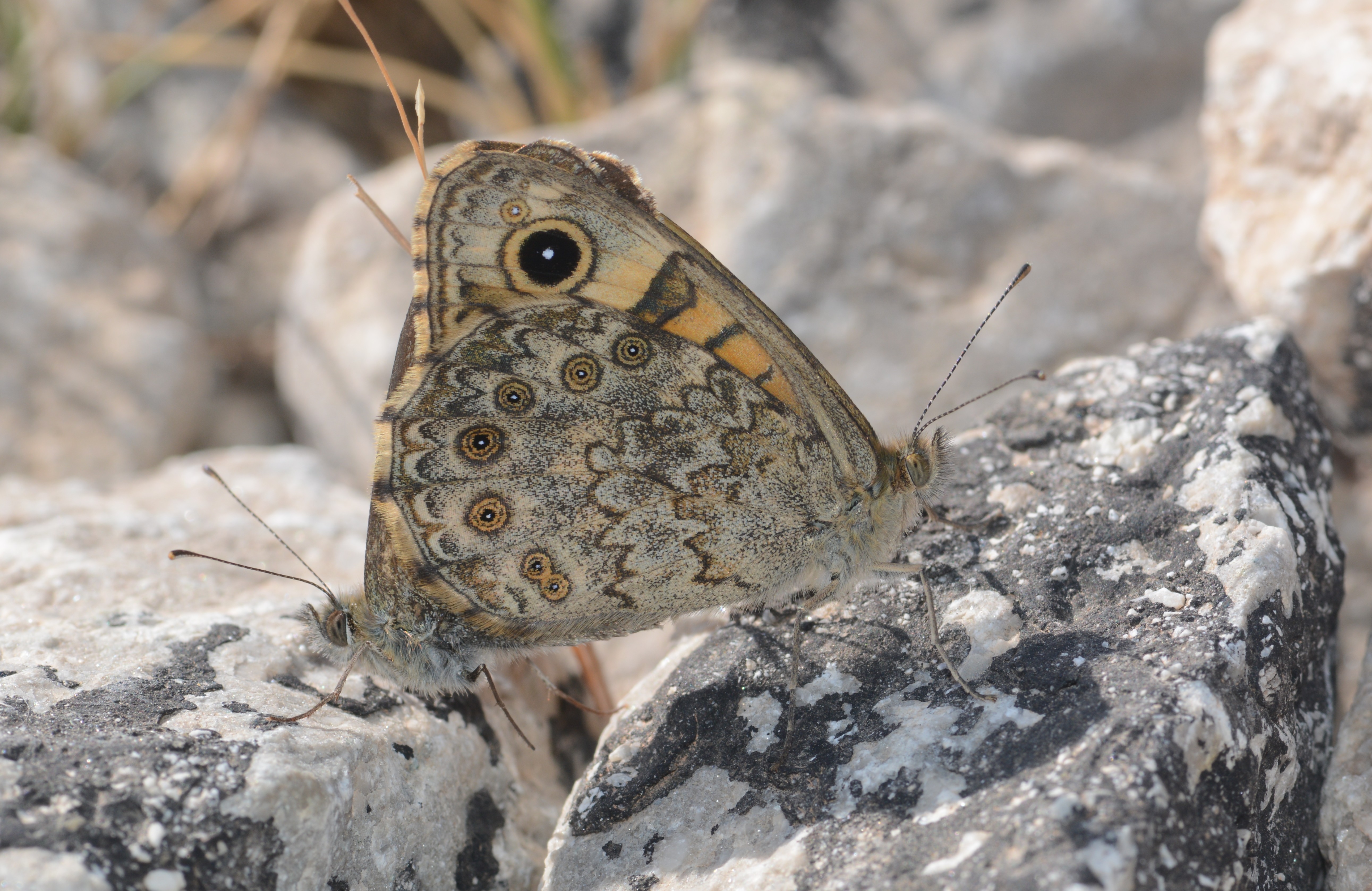 Lasiommata megera (Küçük Esmerboncuk) butterfly photo