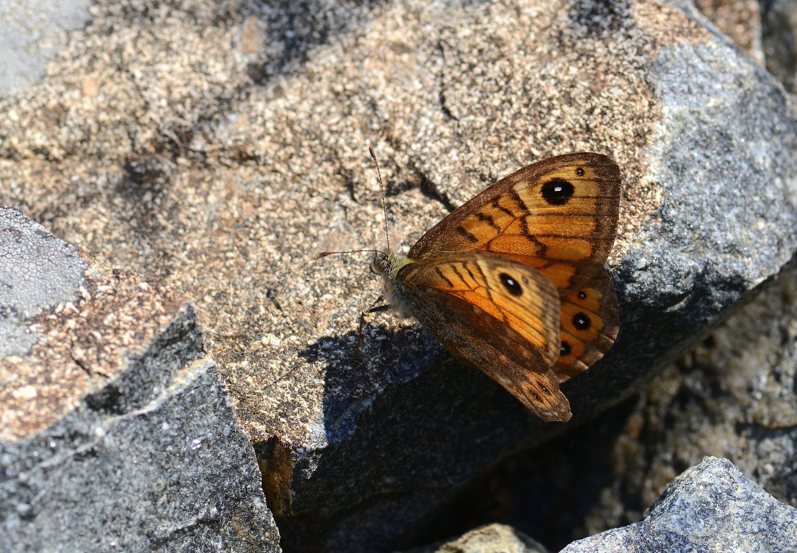 Lasiommata megera (Küçük Esmerboncuk) butterfly photo