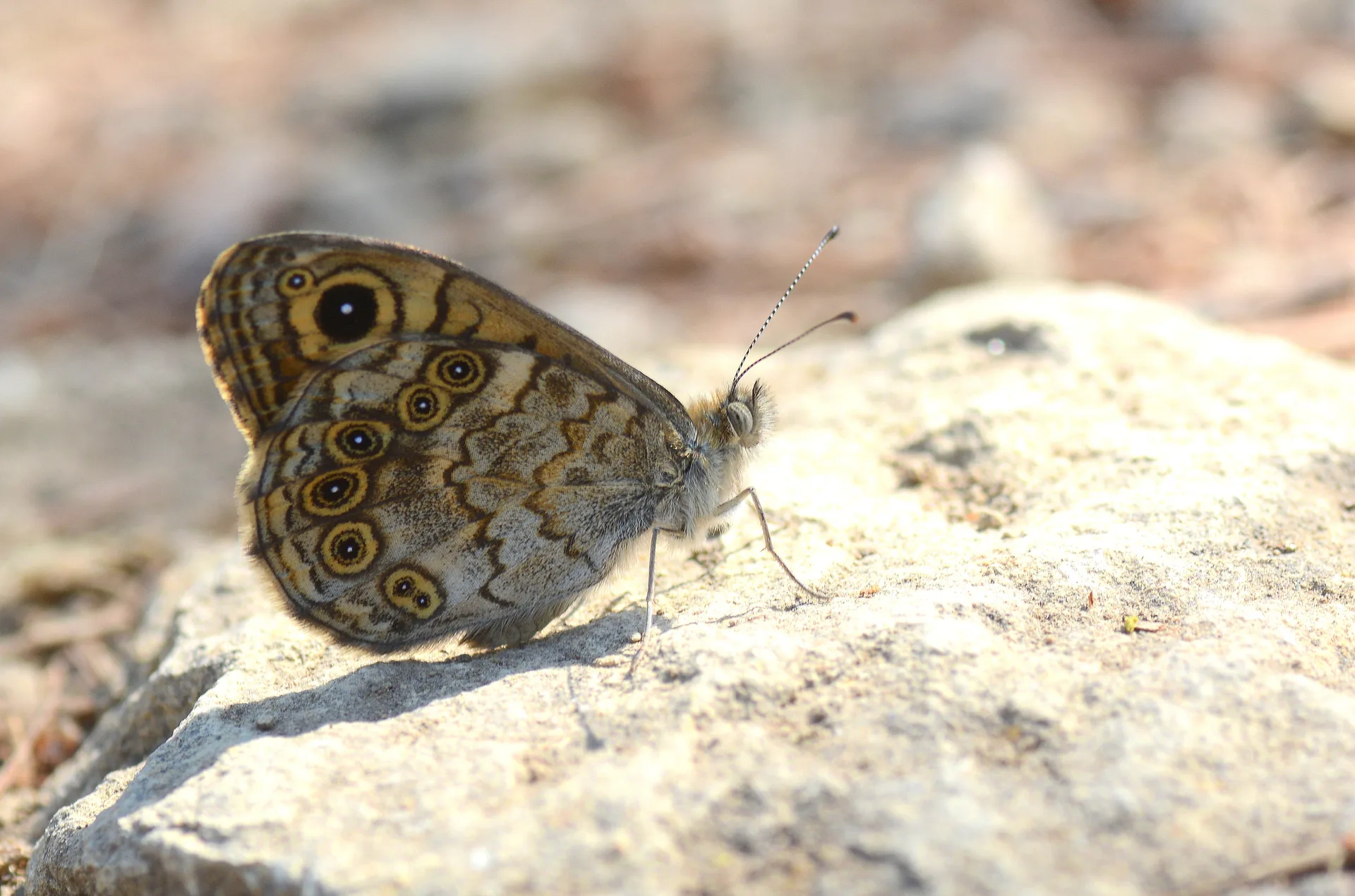Lasiommata megera (KÃ¼Ã§Ã¼k Esmerboncuk) butterfly photo