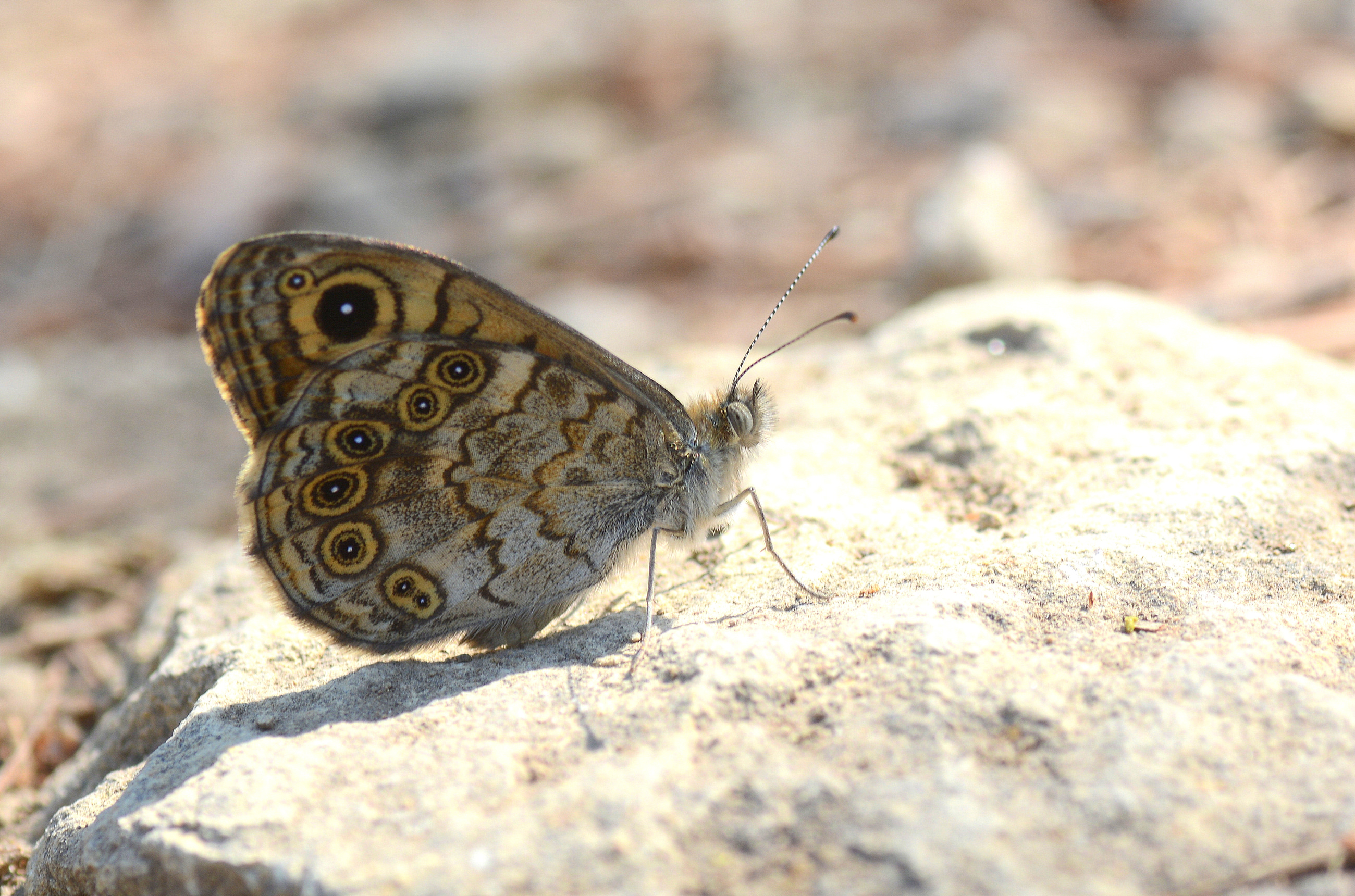 Lasiommata megera (Küçük Esmerboncuk) butterfly photo