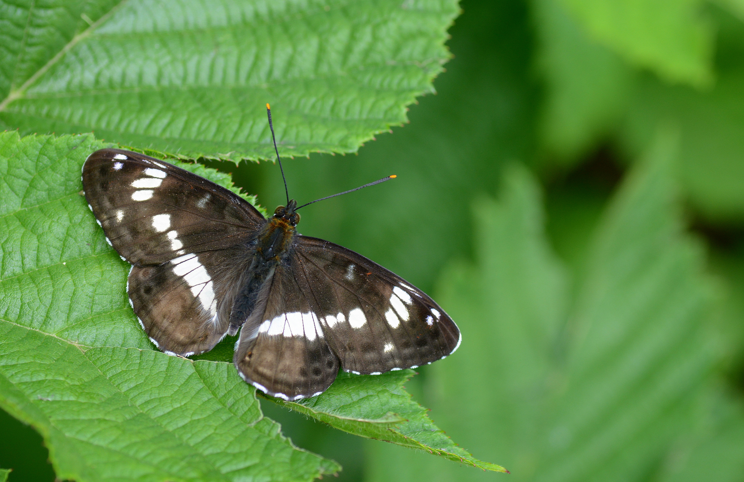 Limenitis camilla (Hanımelikelebeği) butterfly photo
