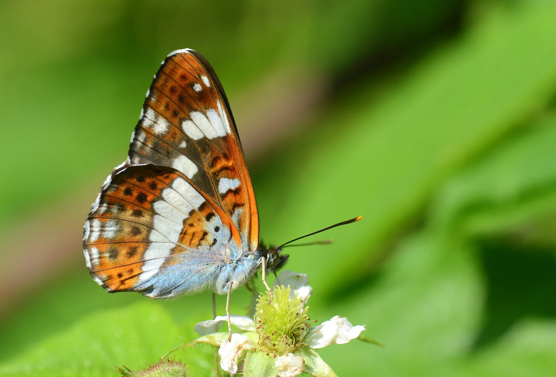 Limenitis camilla (HanÄ±melikelebeÄŸi) butterfly photo
