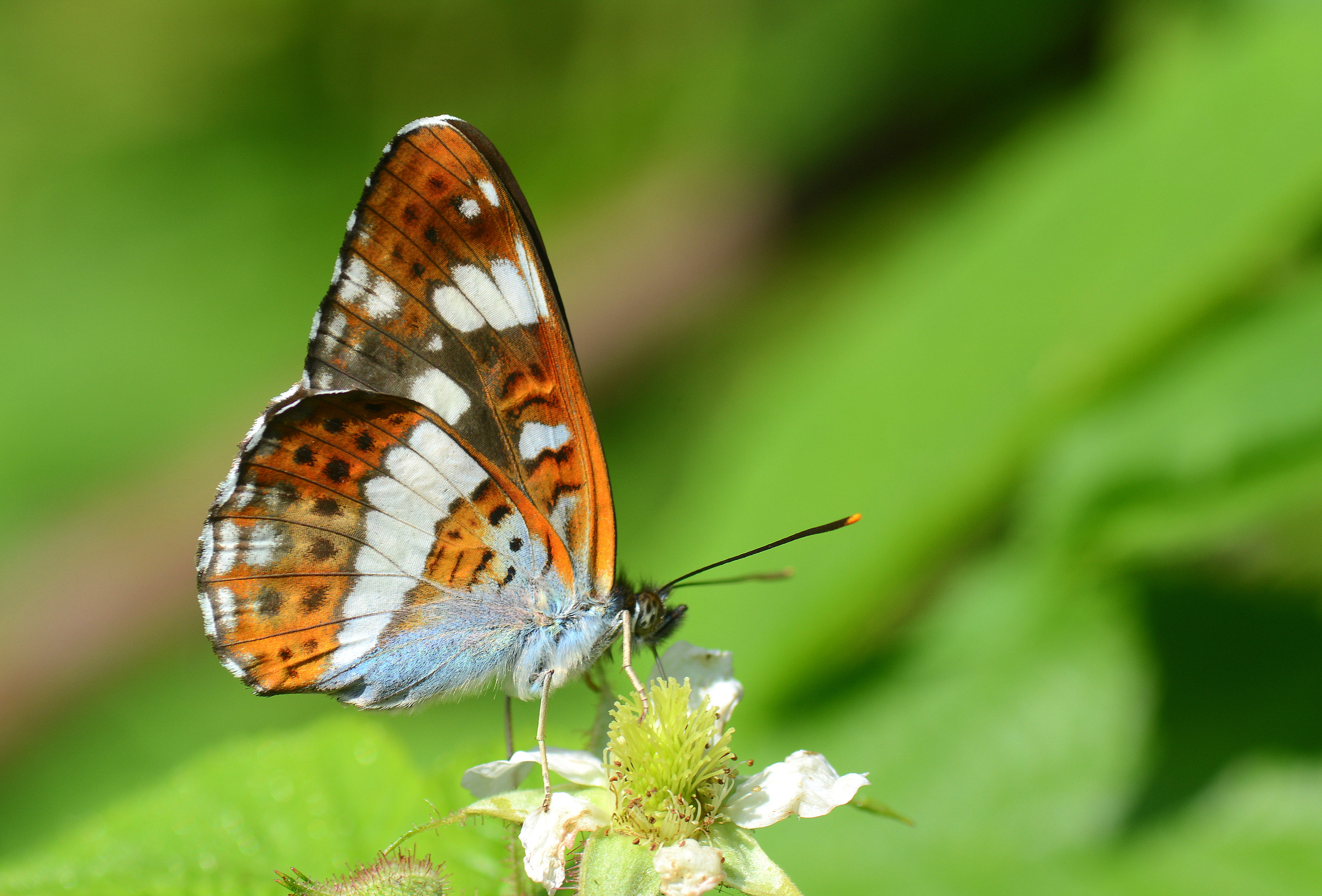 Limenitis camilla (Hanımelikelebeği) butterfly photo