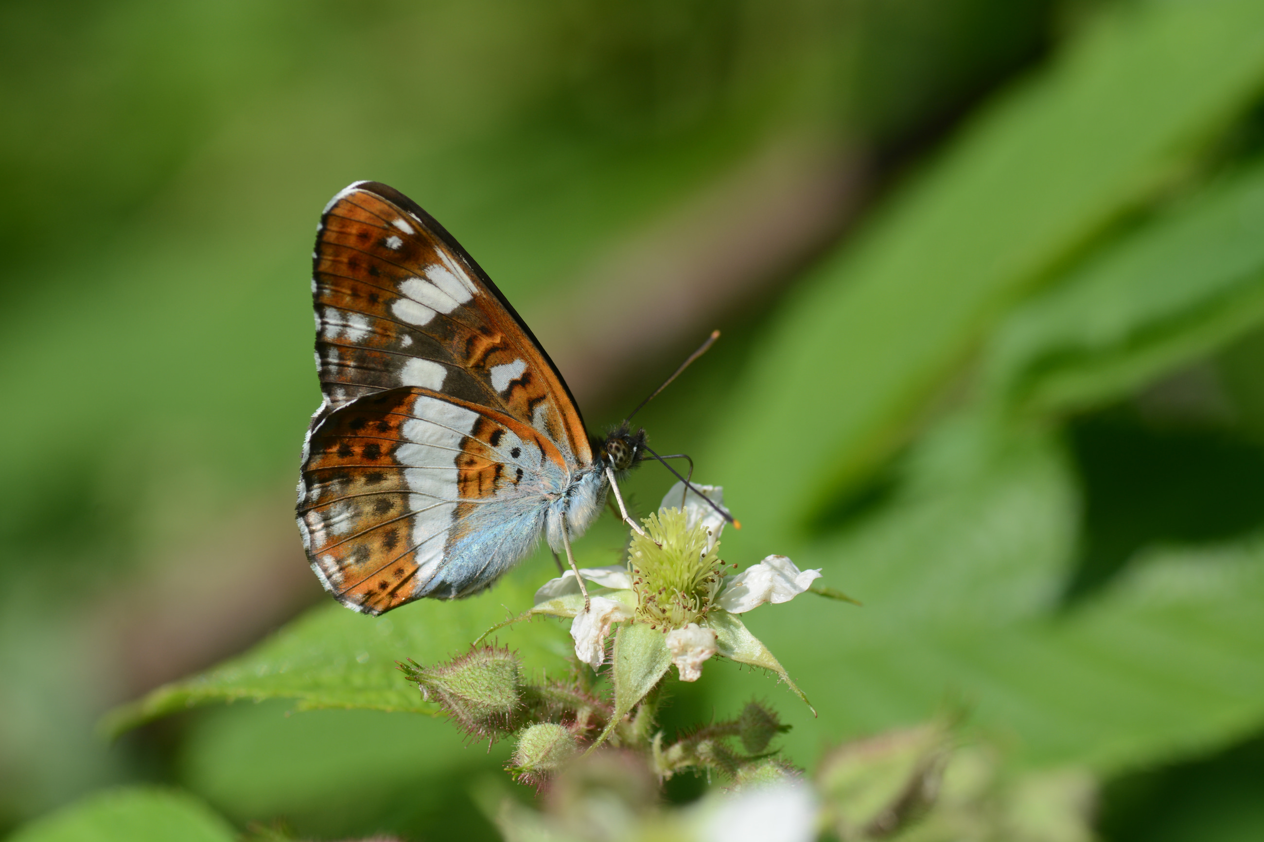 Limenitis camilla (Hanımelikelebeği) butterfly photo